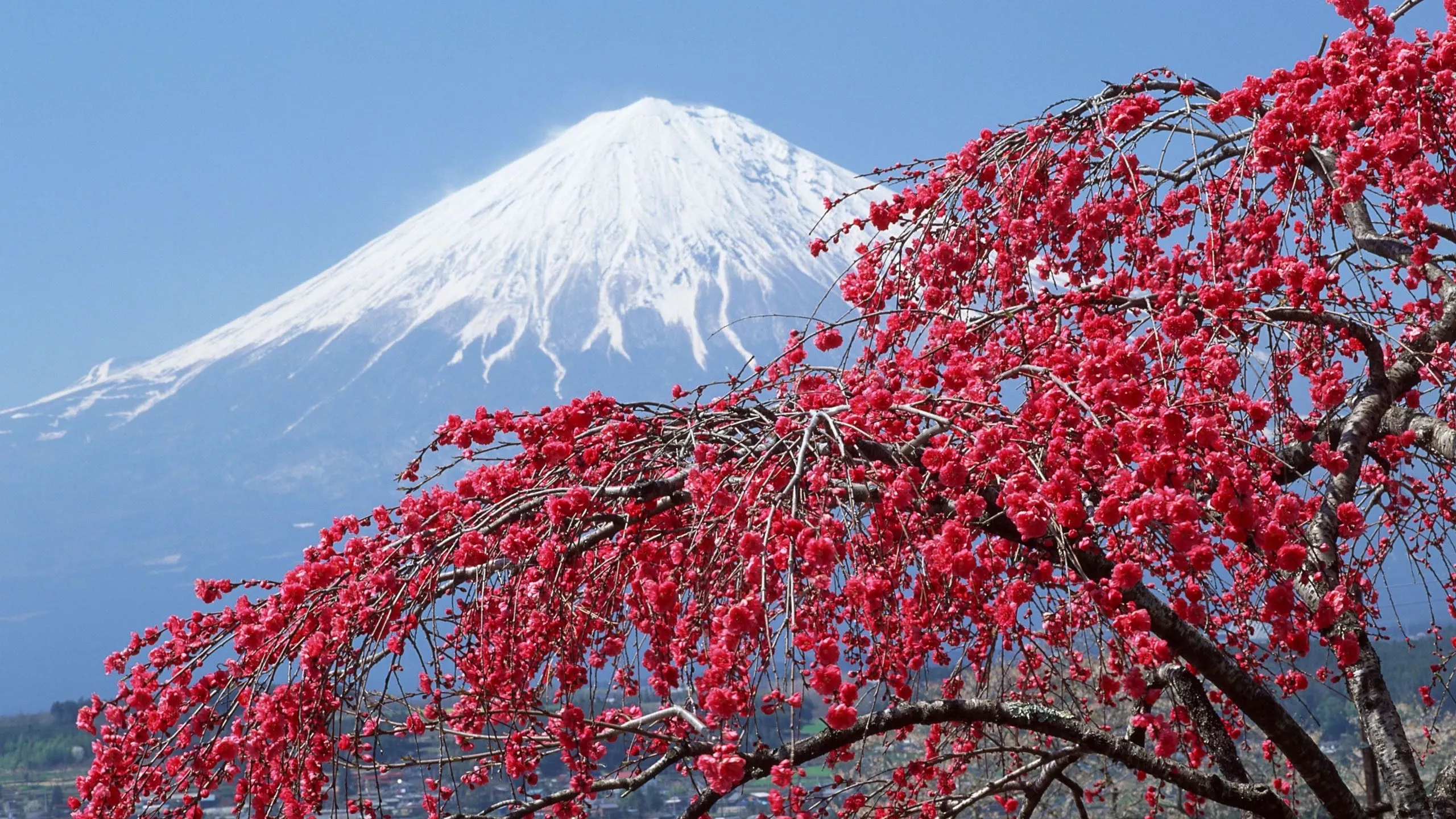 Download Blossom Japan Volcano Nature