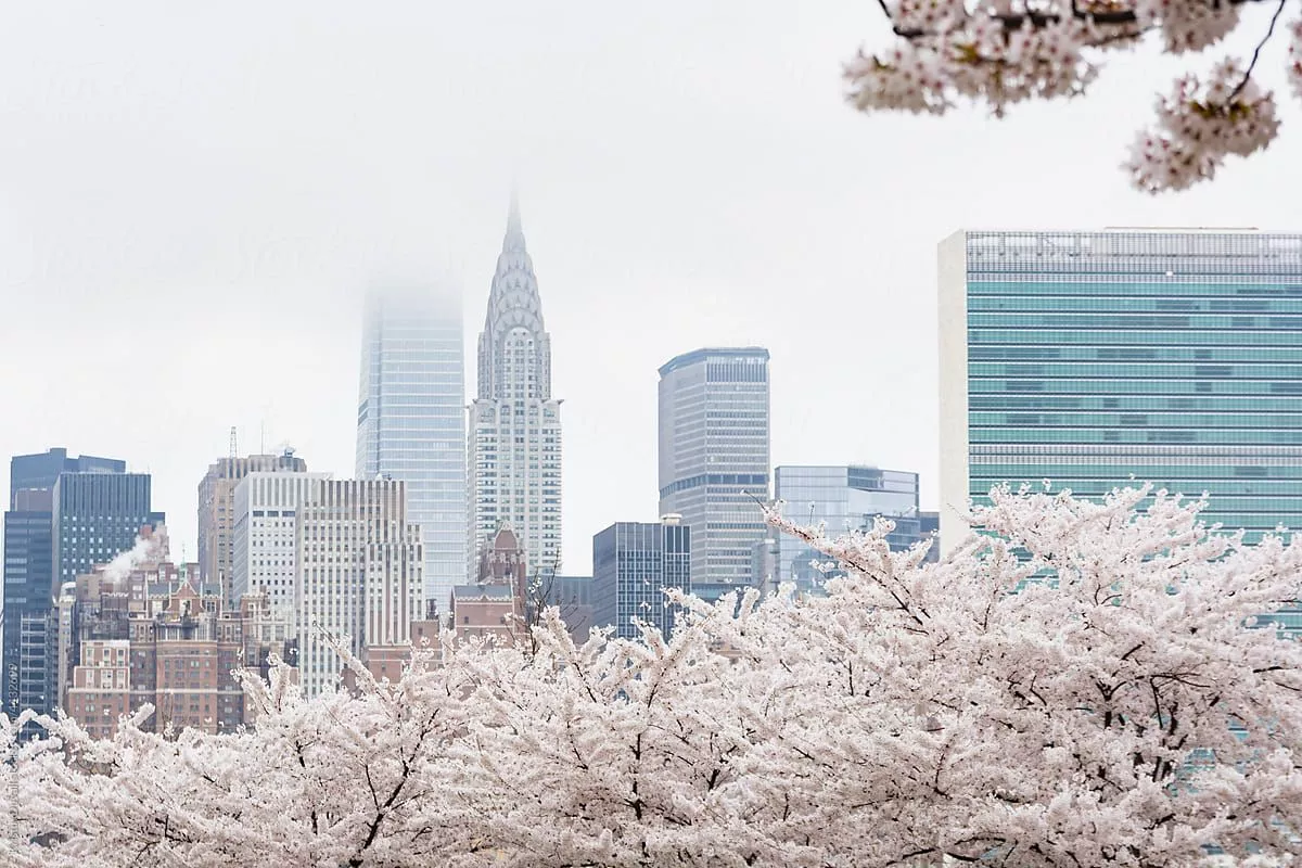 Springtime Cherry Blossoms