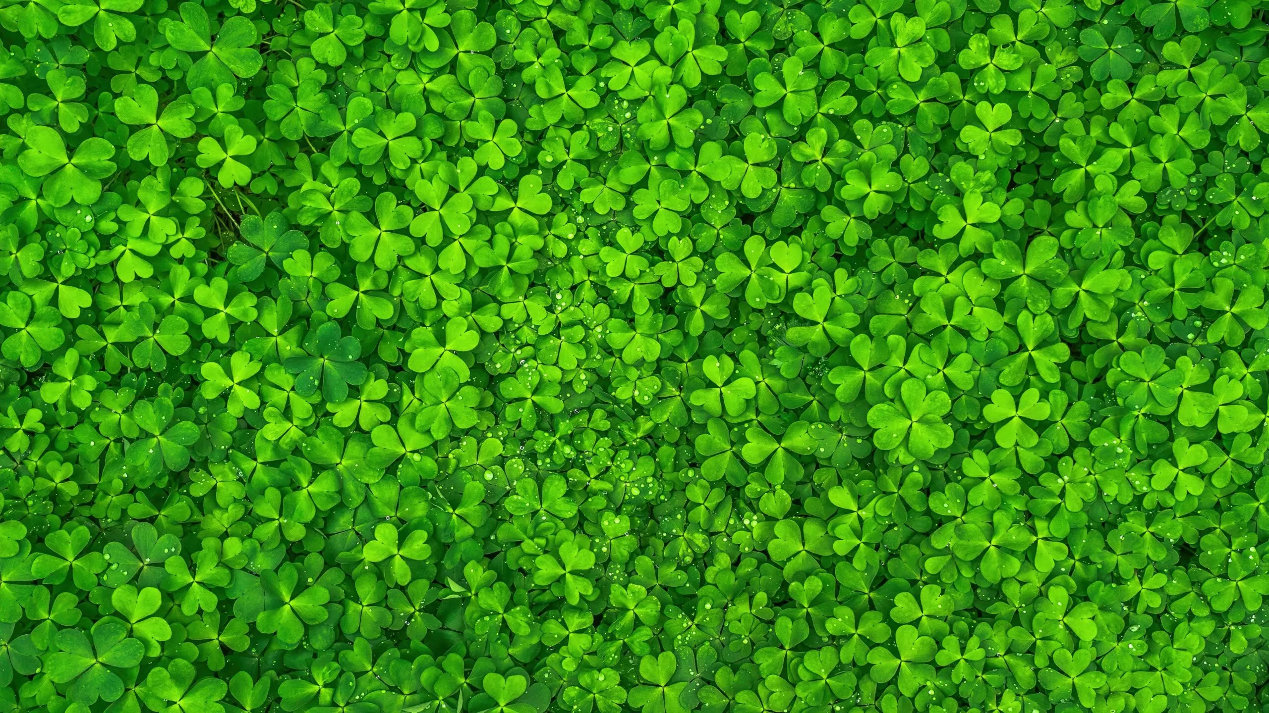 Wallpaper 4K, Shamrock, Clover