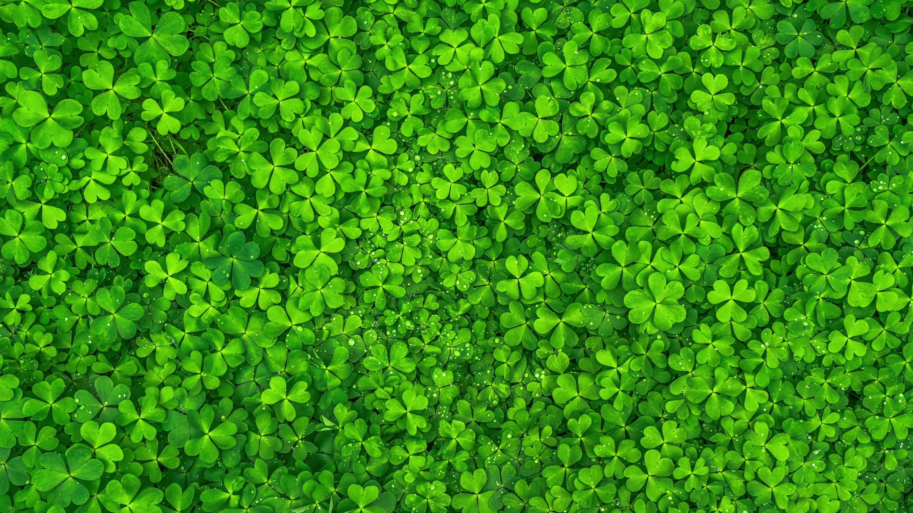 Wallpaper 4K, Shamrock, Clover