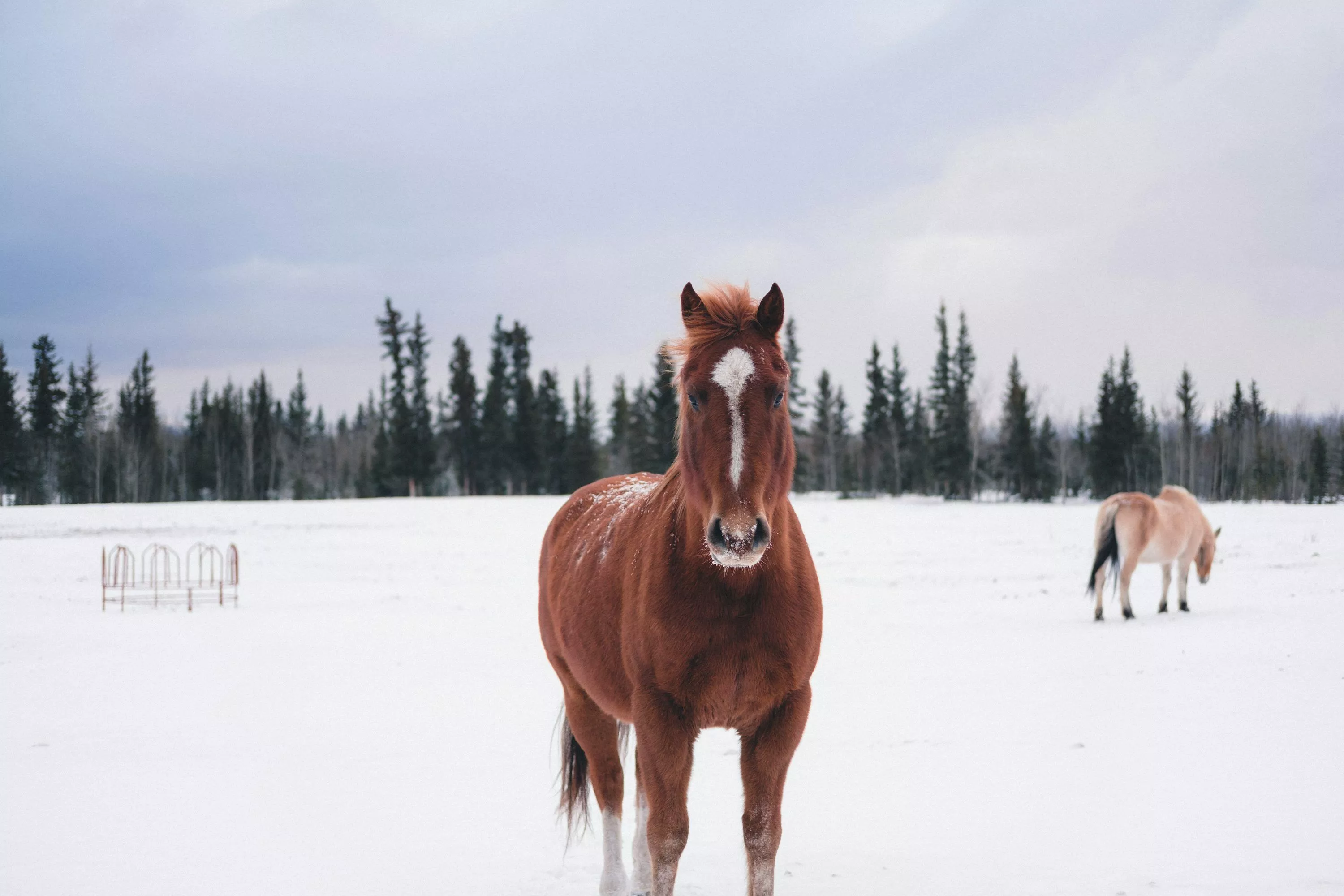Horse Snow Picture. Download Free