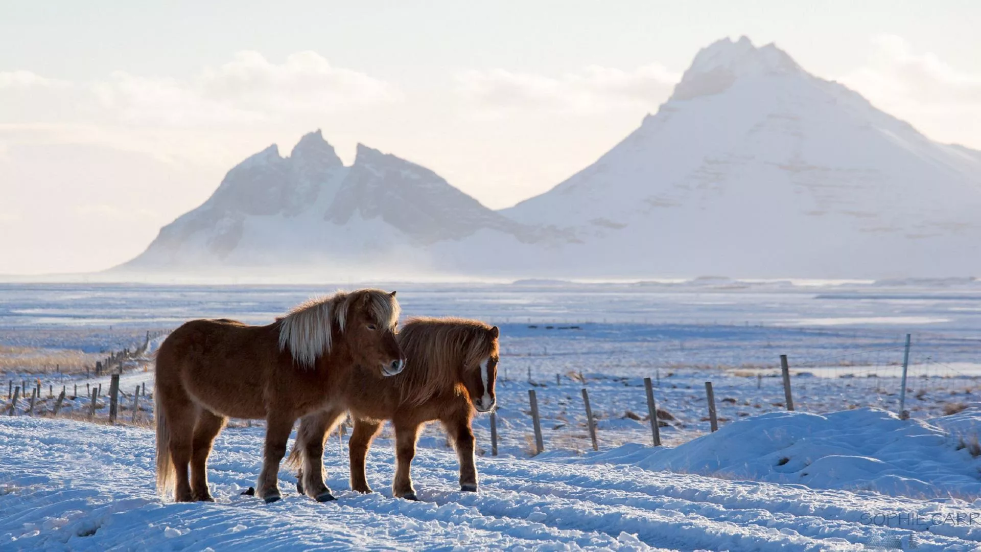 Winter Horse Wallpaper Free
