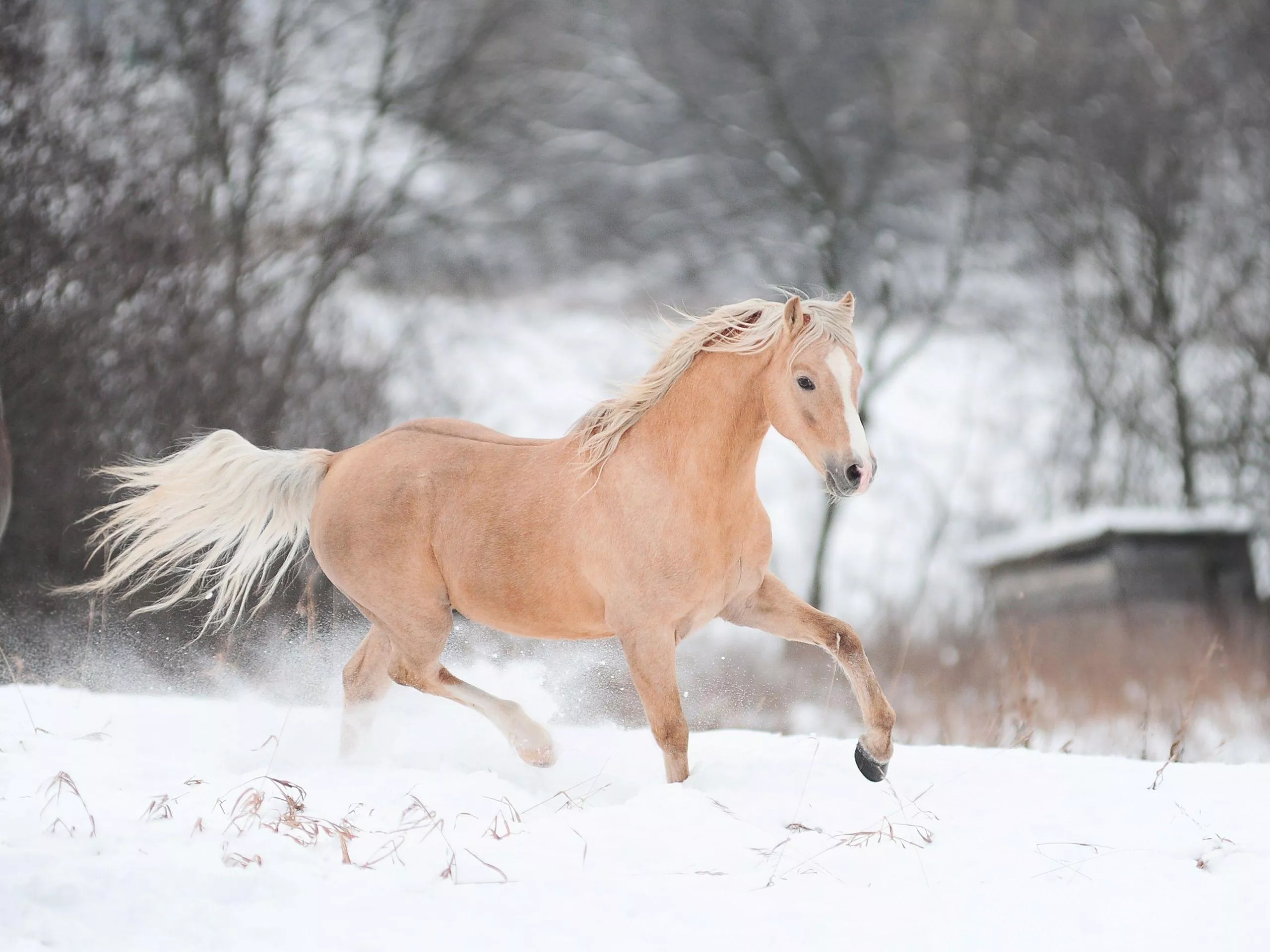 Winter Horse Wallpaper Free