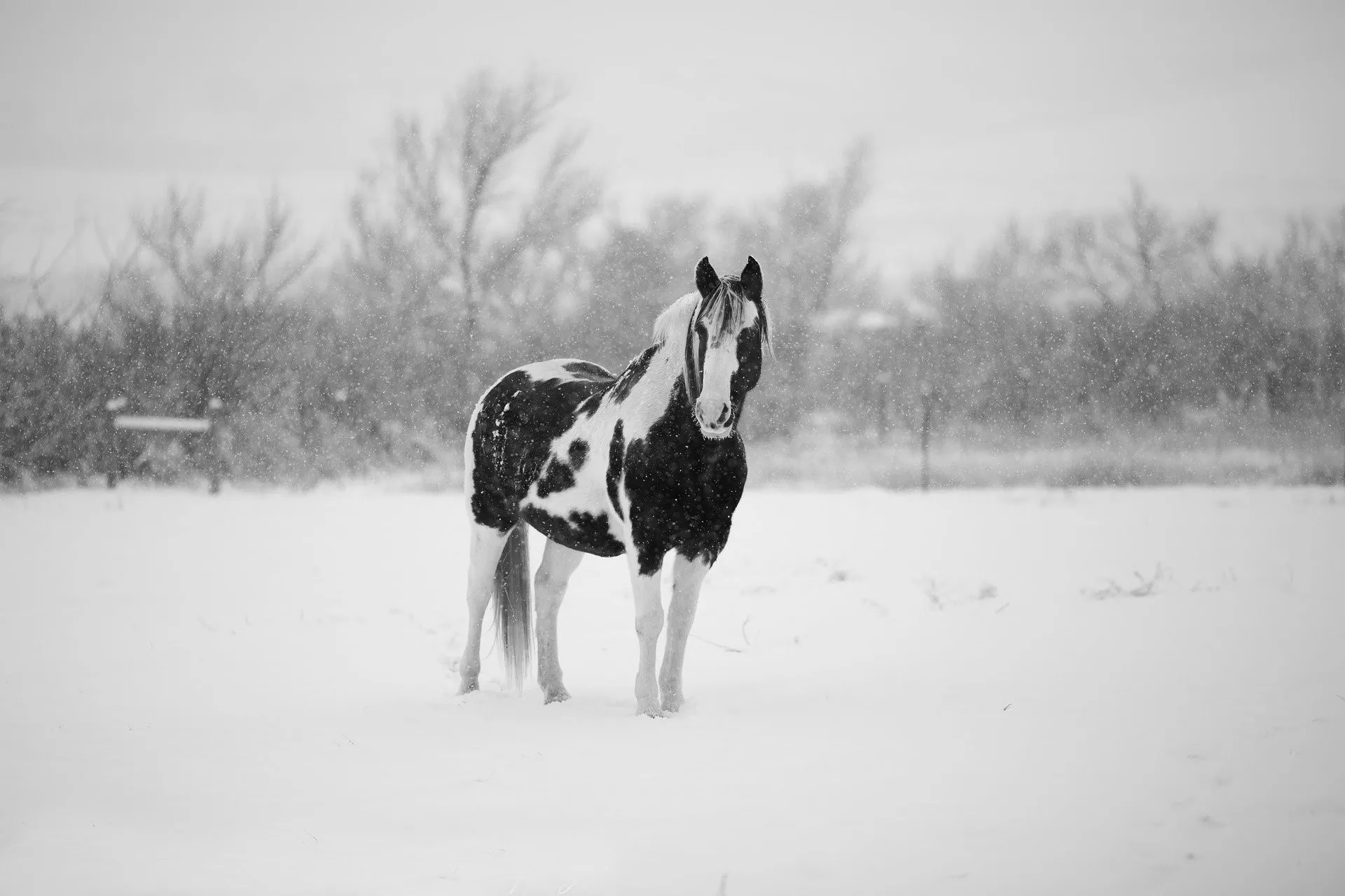 Horses in the Snow Wallpaper 64