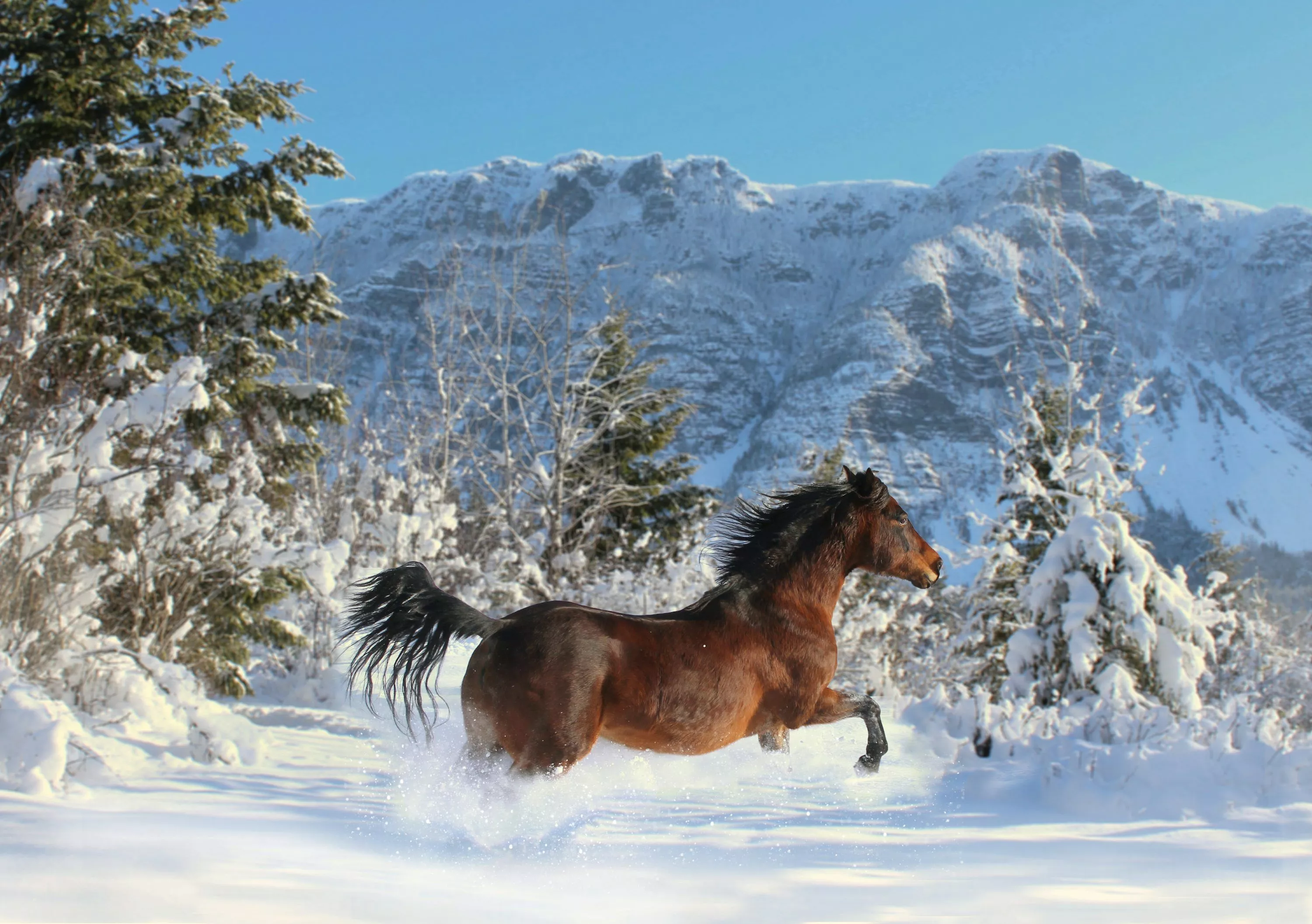 Horse Snow Picture. Download Free