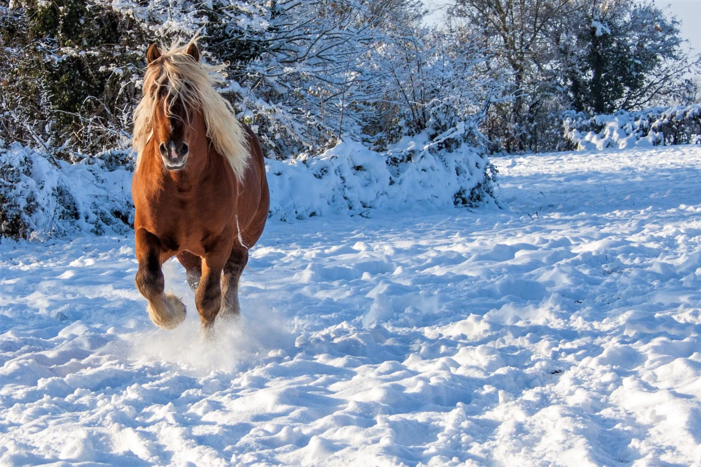 Snow Winter Animal Horse HD Wallpaper