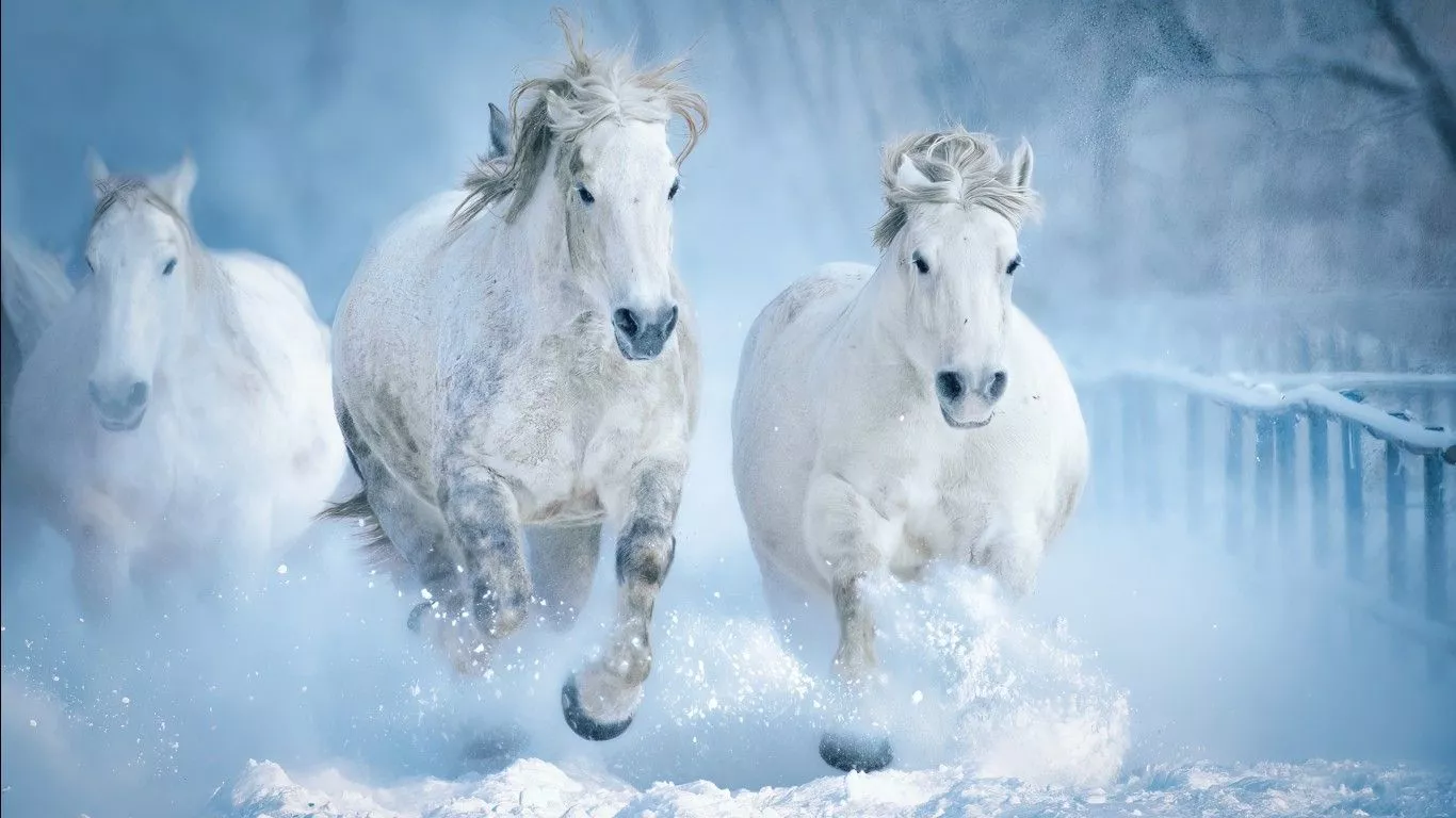 White Horses Are Running On Snow