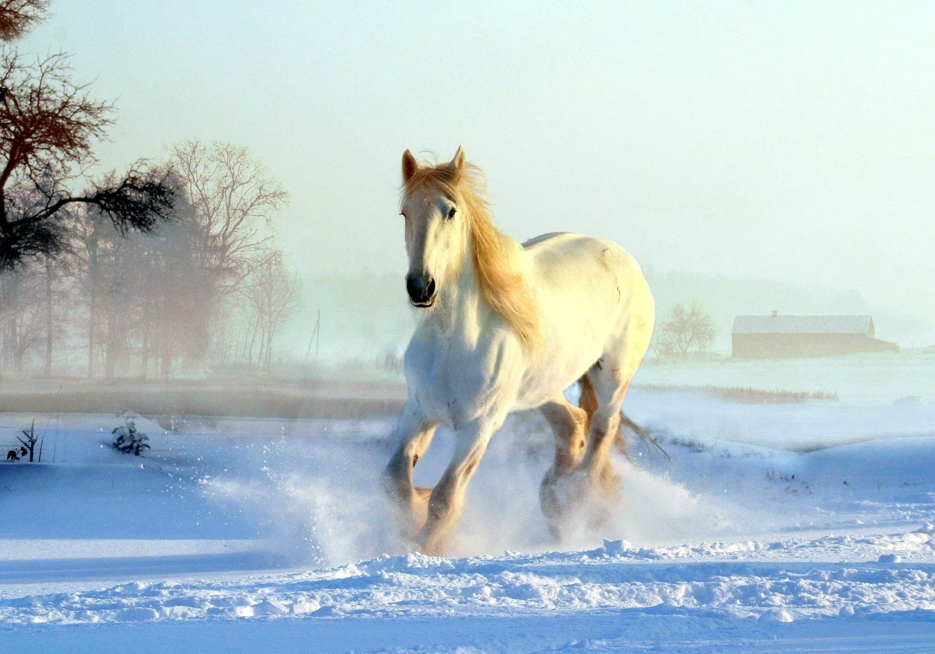 Winter Horse Wallpaper Free