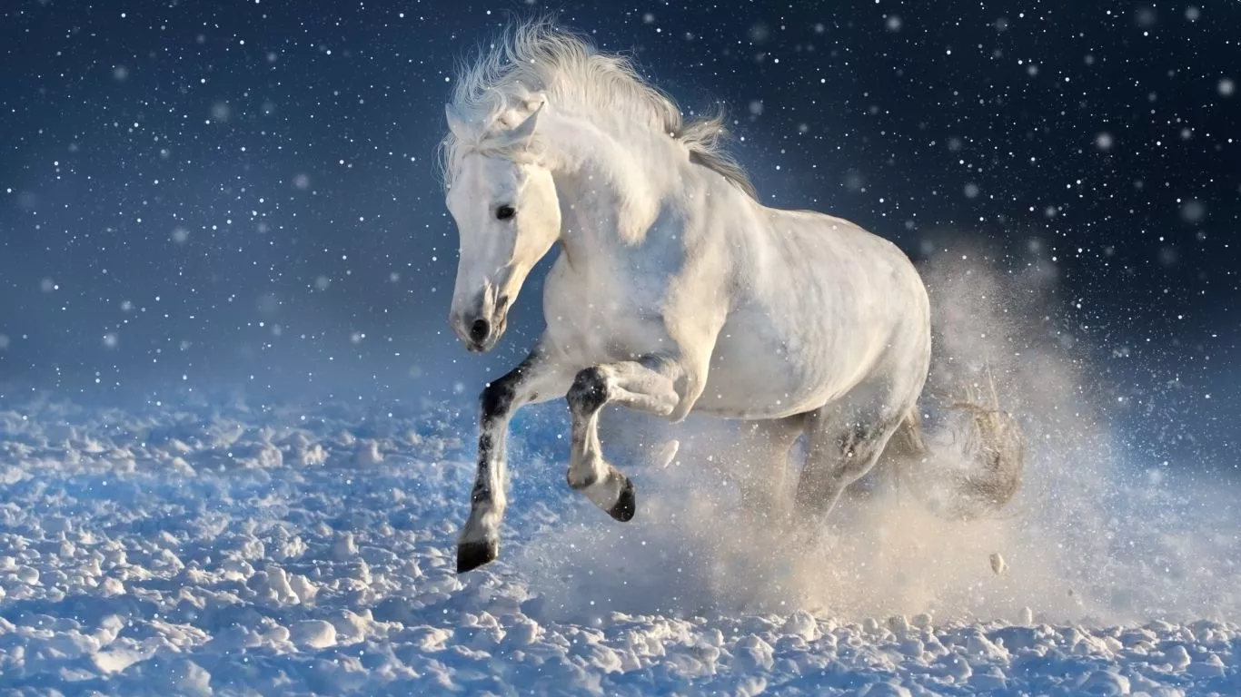 Download wallpaper 1366x768 white horse