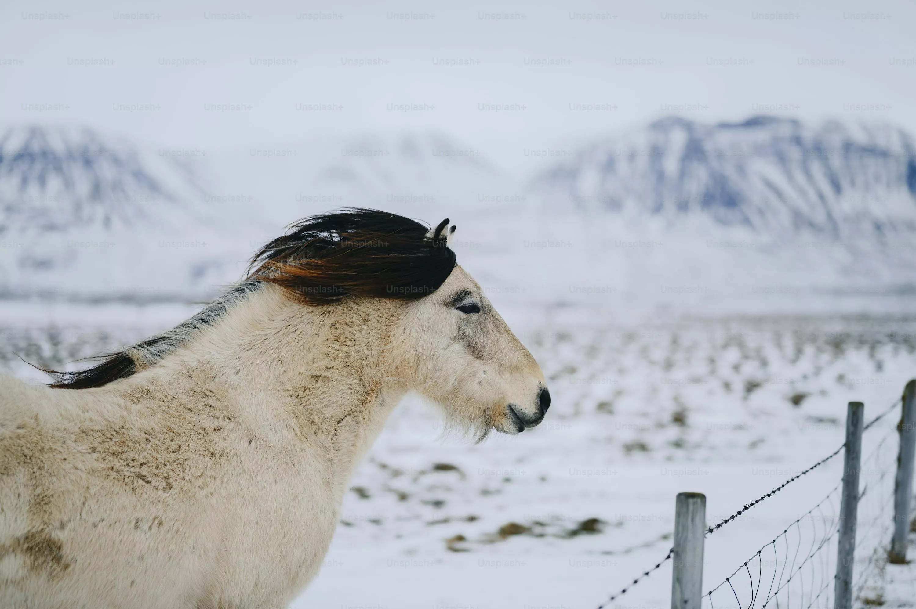 Horse Snow Picture. Download Free