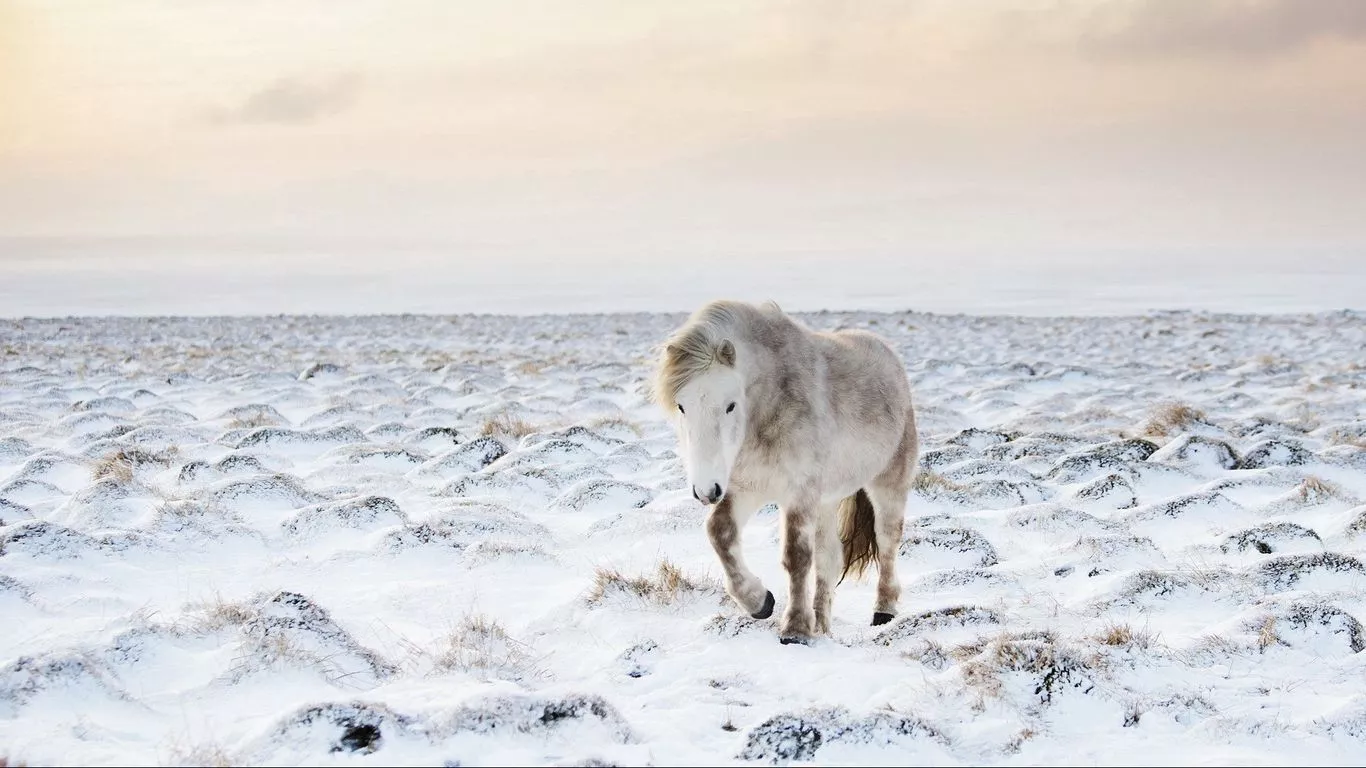 wallpaper 1366x768 horse, snow, winter