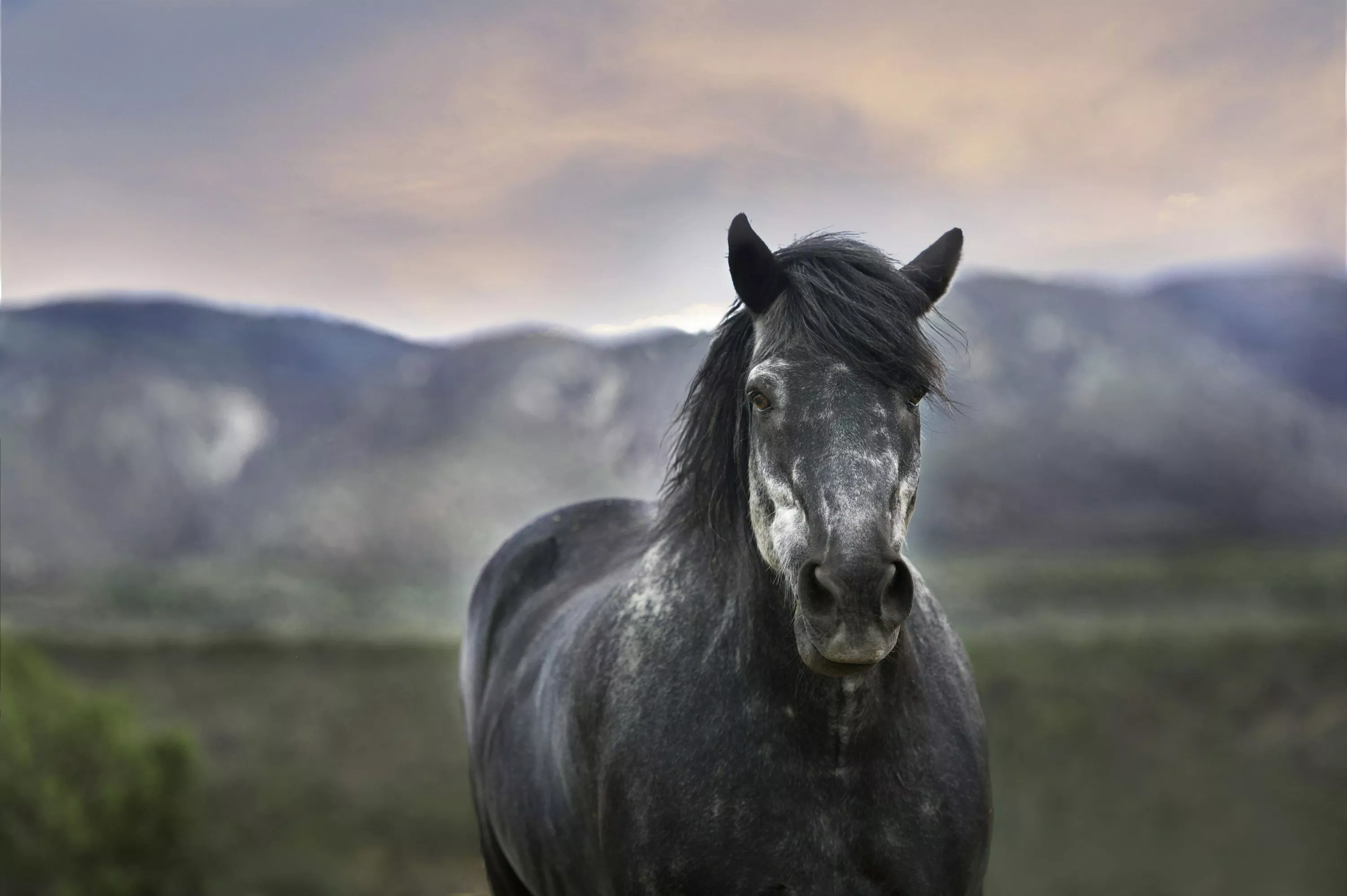 Horse Background Image: Download