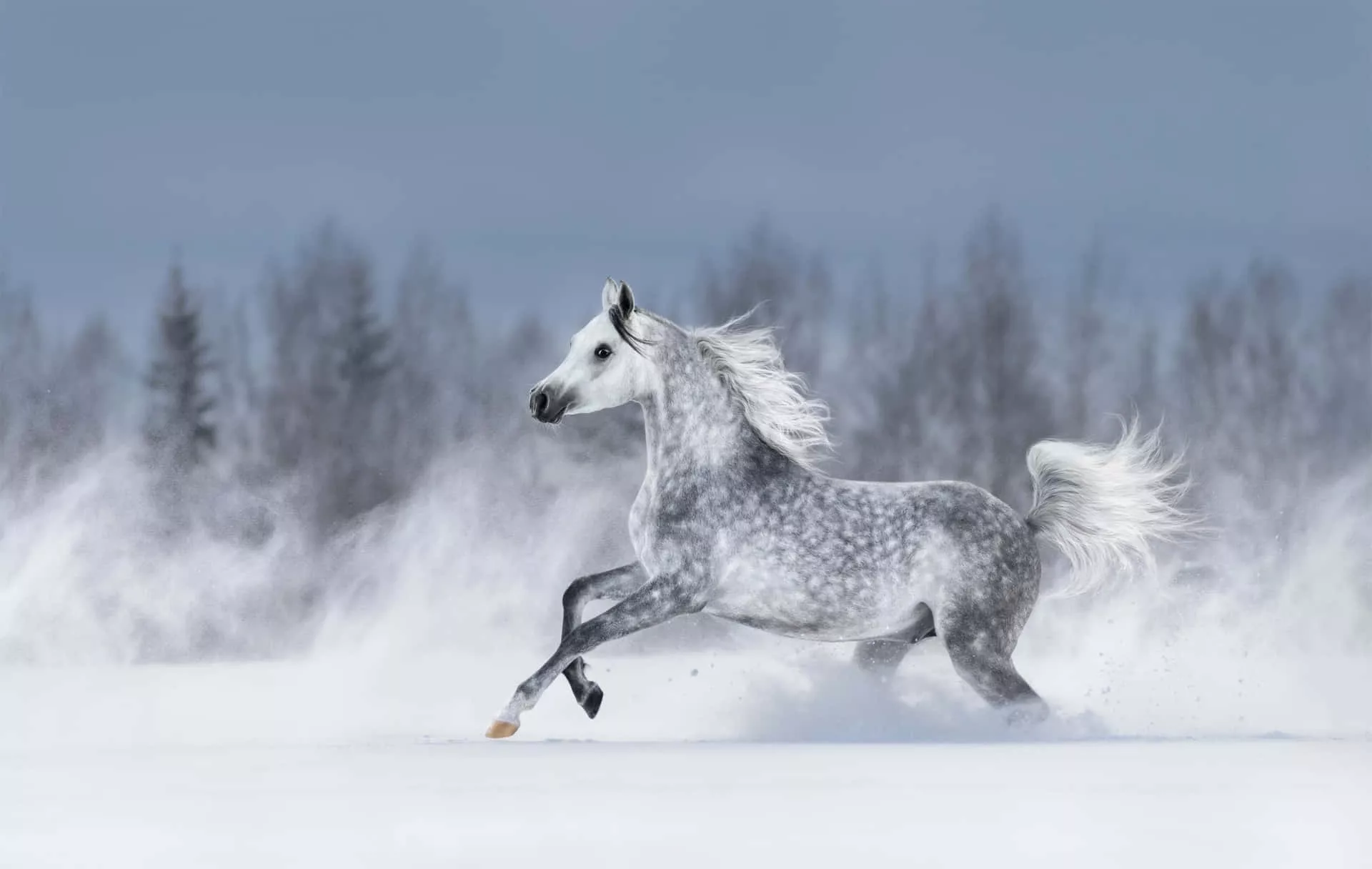 Arabian Horse Picture