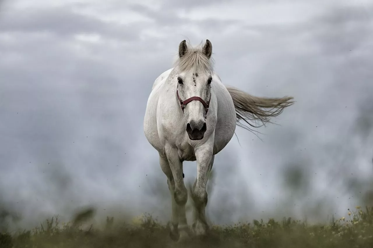 HD Horse Wallpaper
