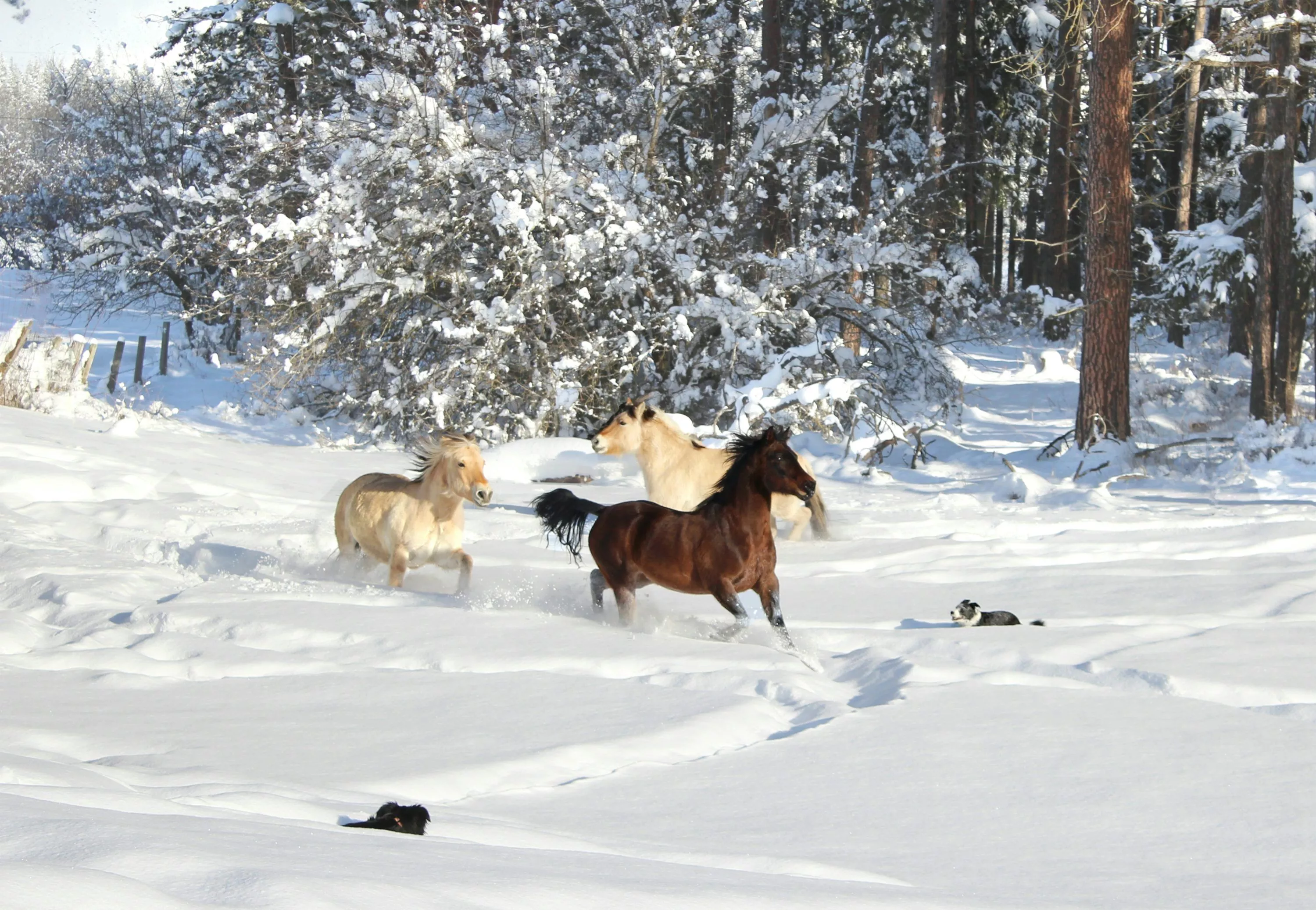 Horse Snow Picture. Download Free