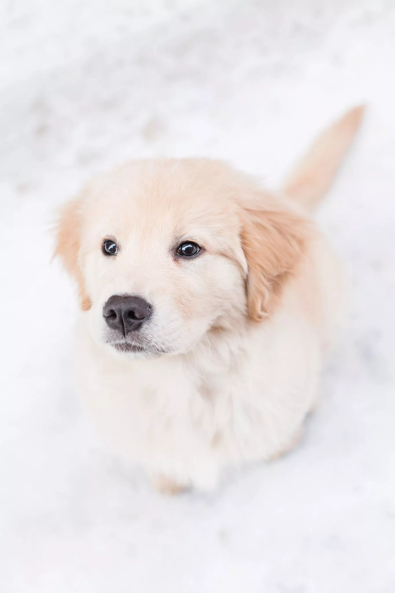 Beacon Hill Dog Photographer