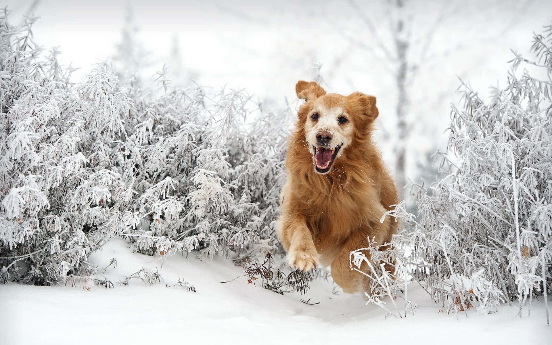 Winter Dog Wallpaper