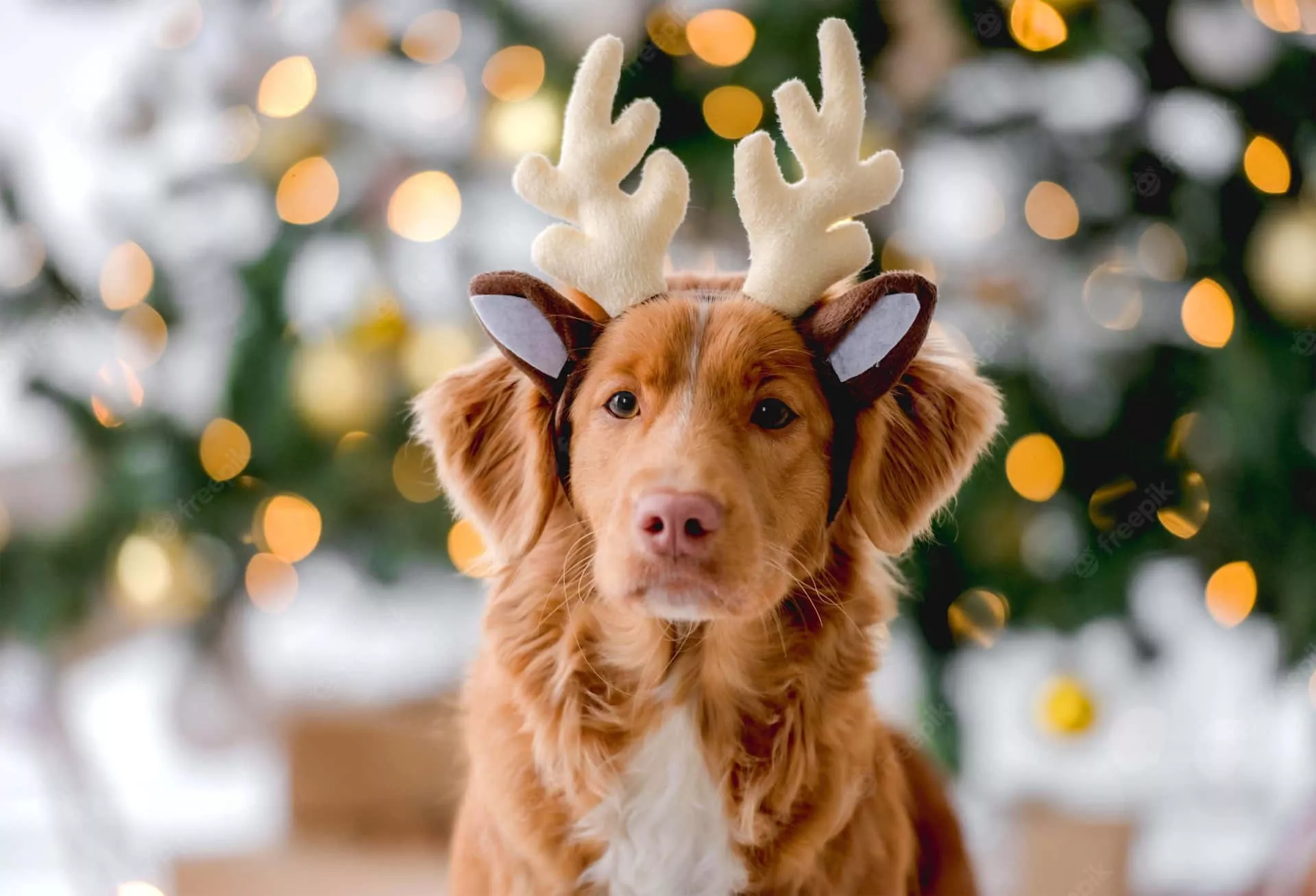 Christmas Dog With White Reindeer