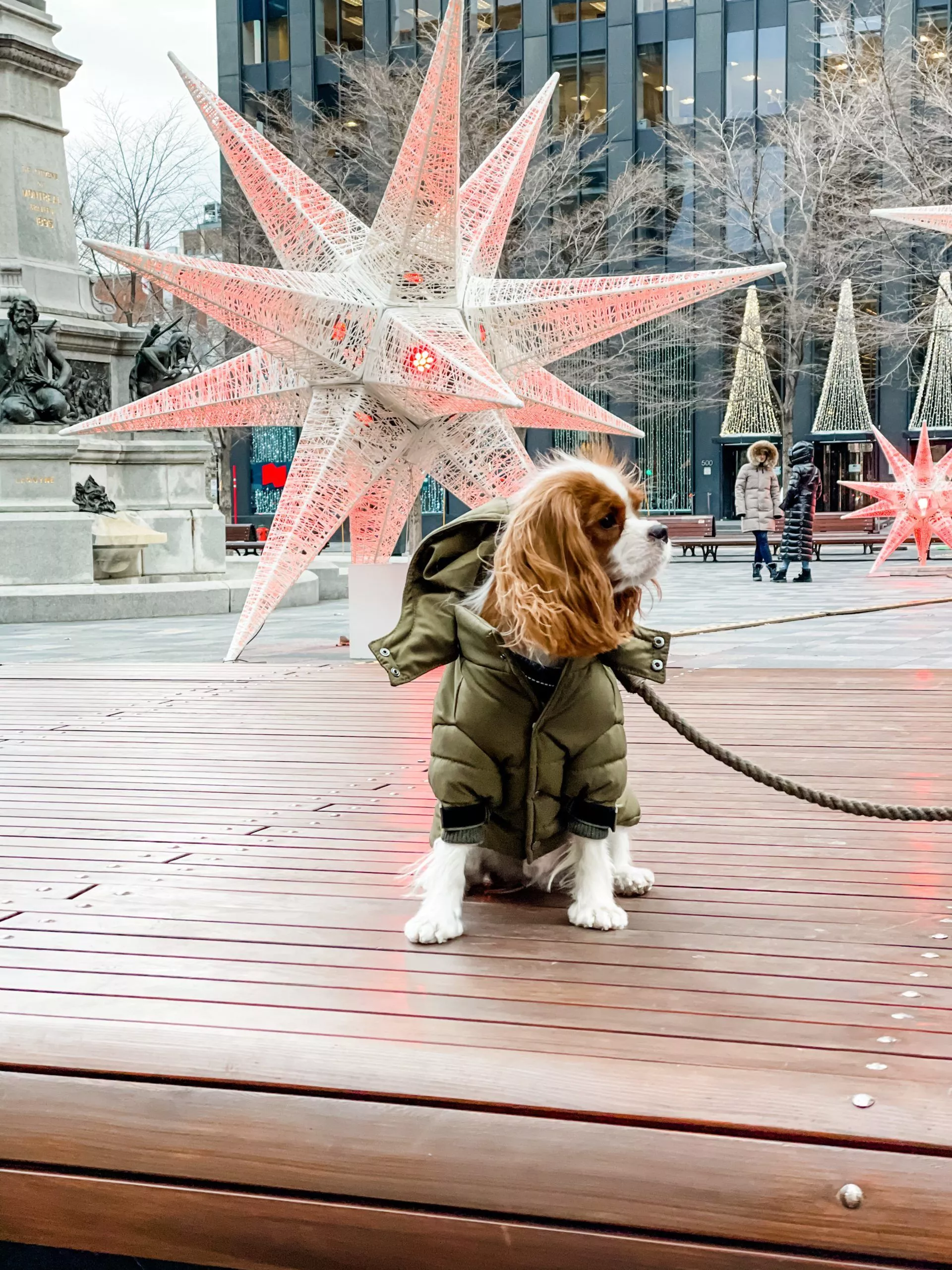 Winter Dog Essentials: Stay Warm