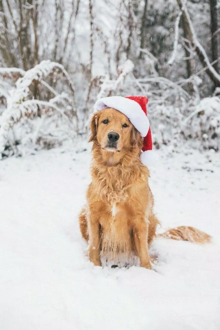 Golden Retrievers love snow!