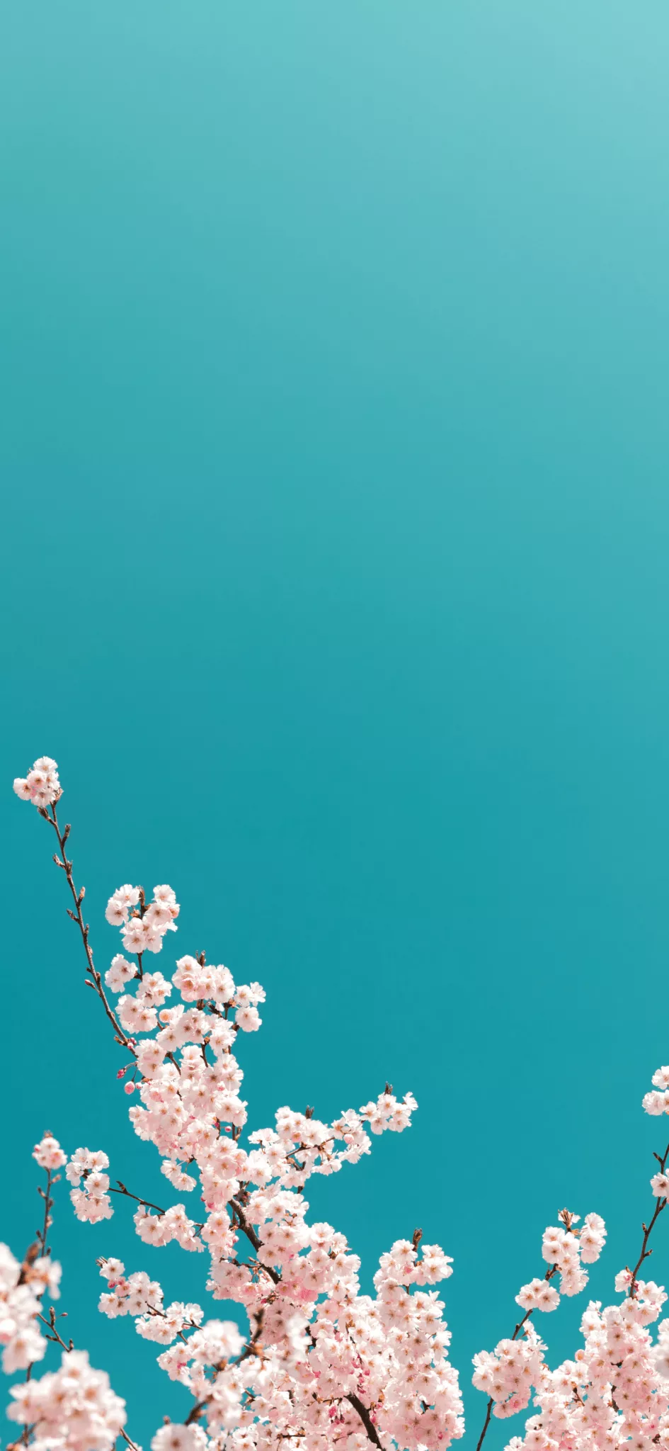 Spring Mobile Wallpaper