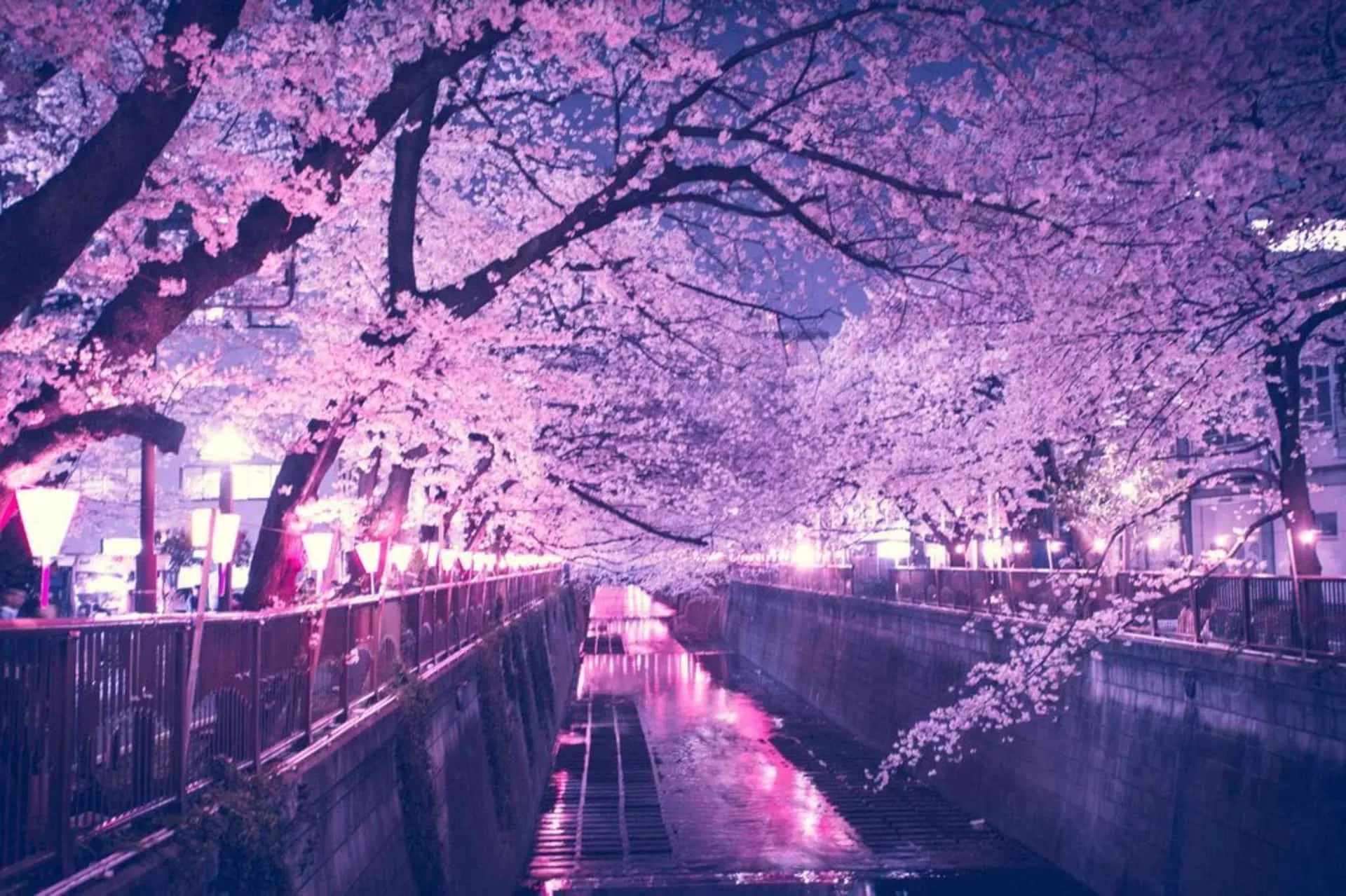Download A Pink Lit Up River With Cherry Blossoms Wallpaper