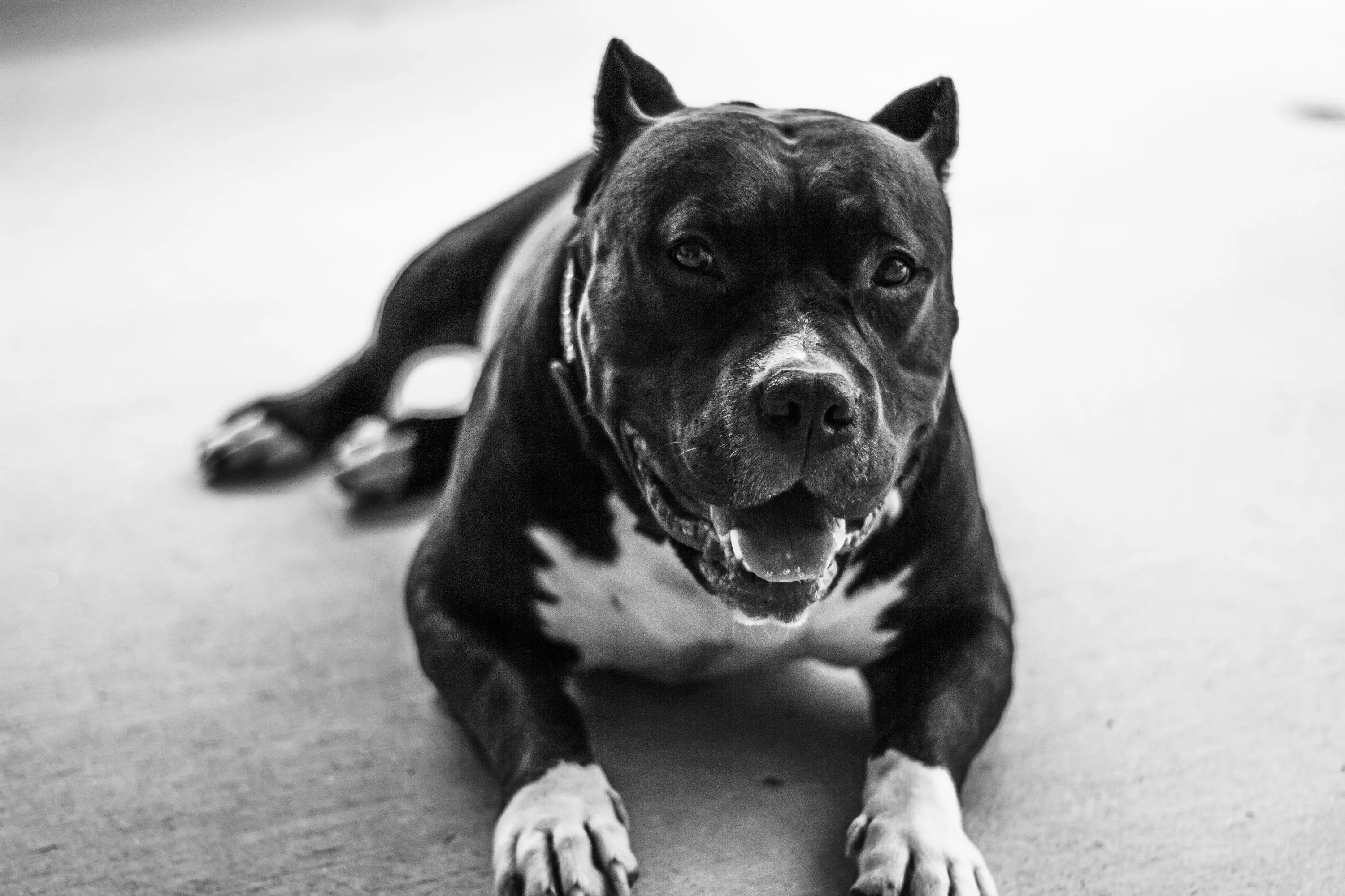 Pitbull Wallpaper: Free HD Download