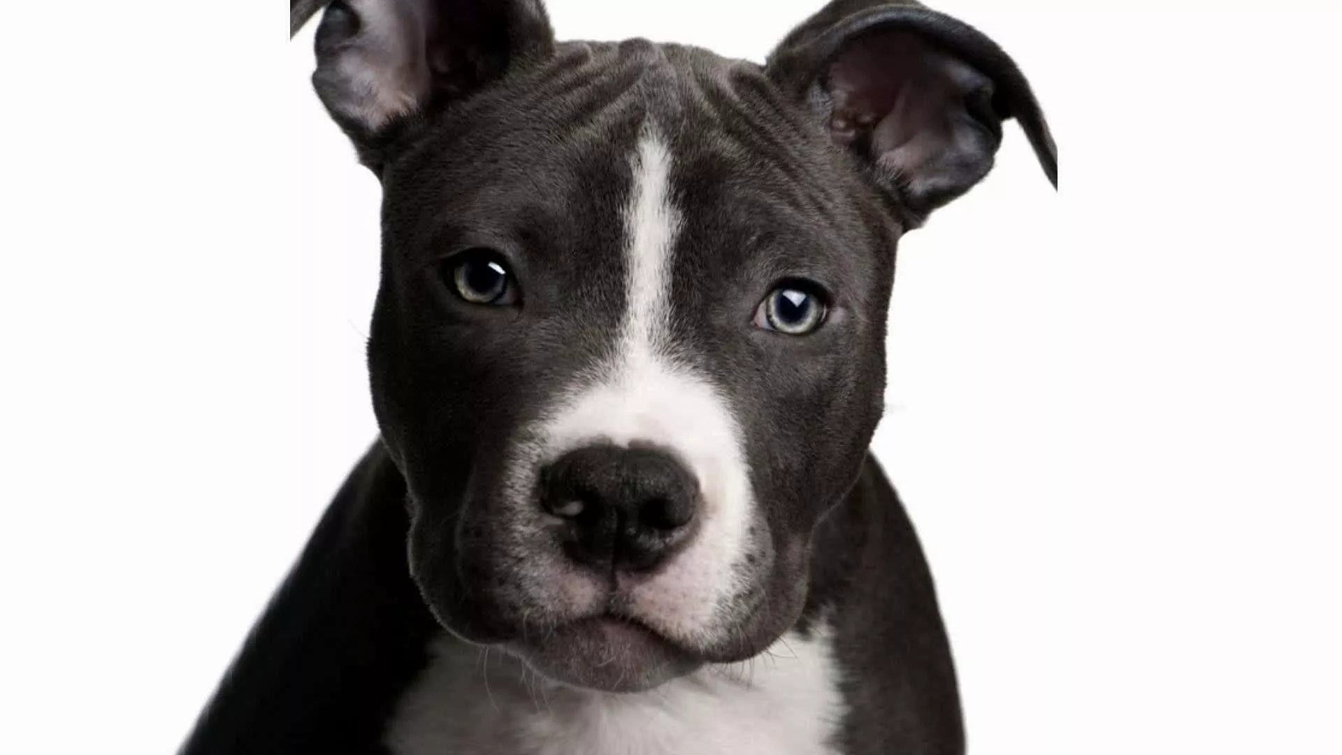 Black Pitbull Wallpaper