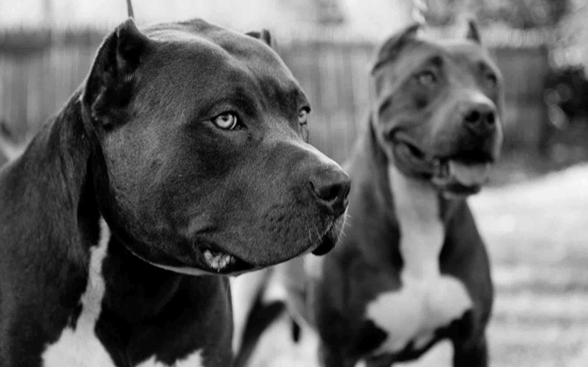 Dogs Standing In A Yard Wallpaper