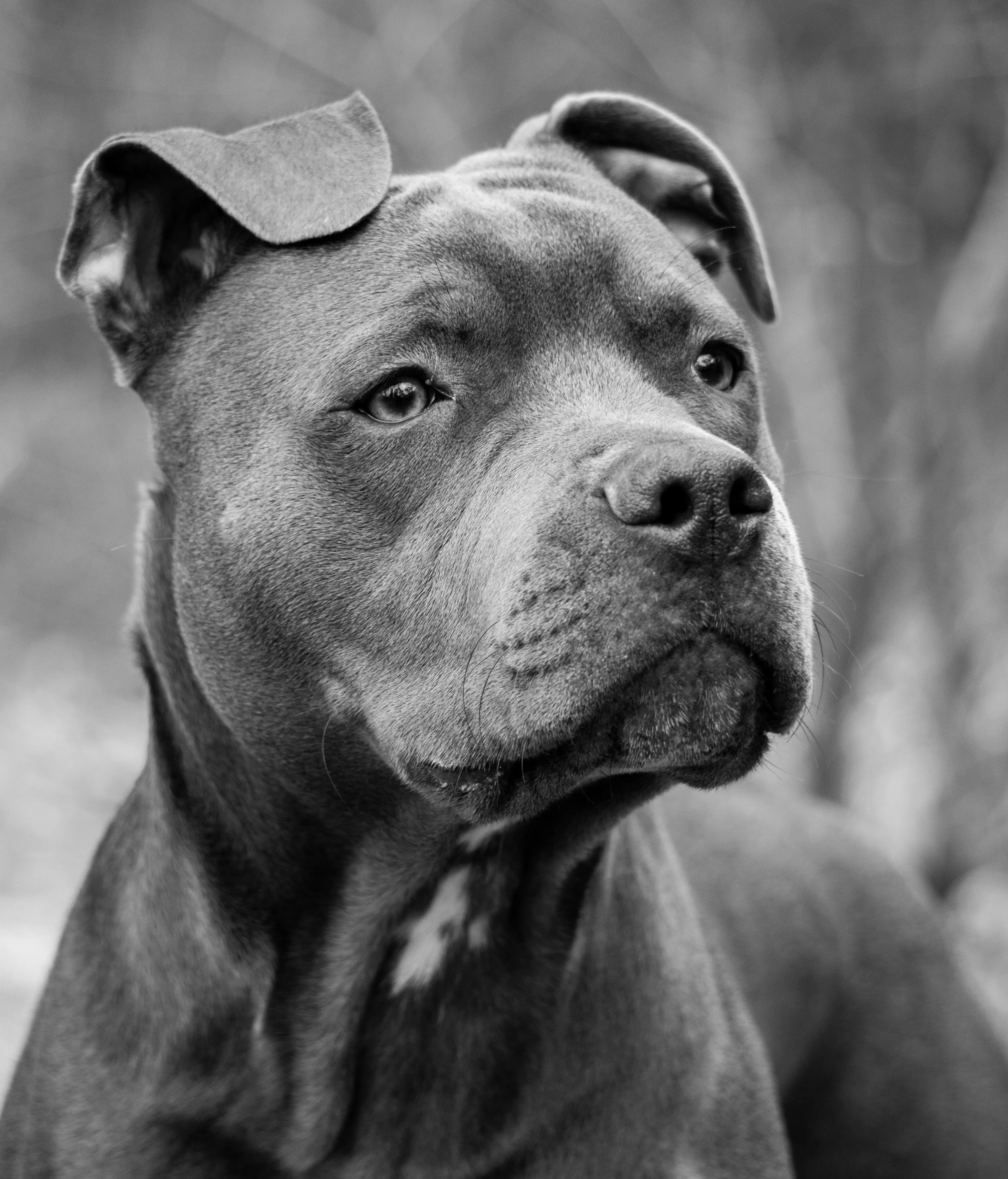 Pitbull Terrier · Free