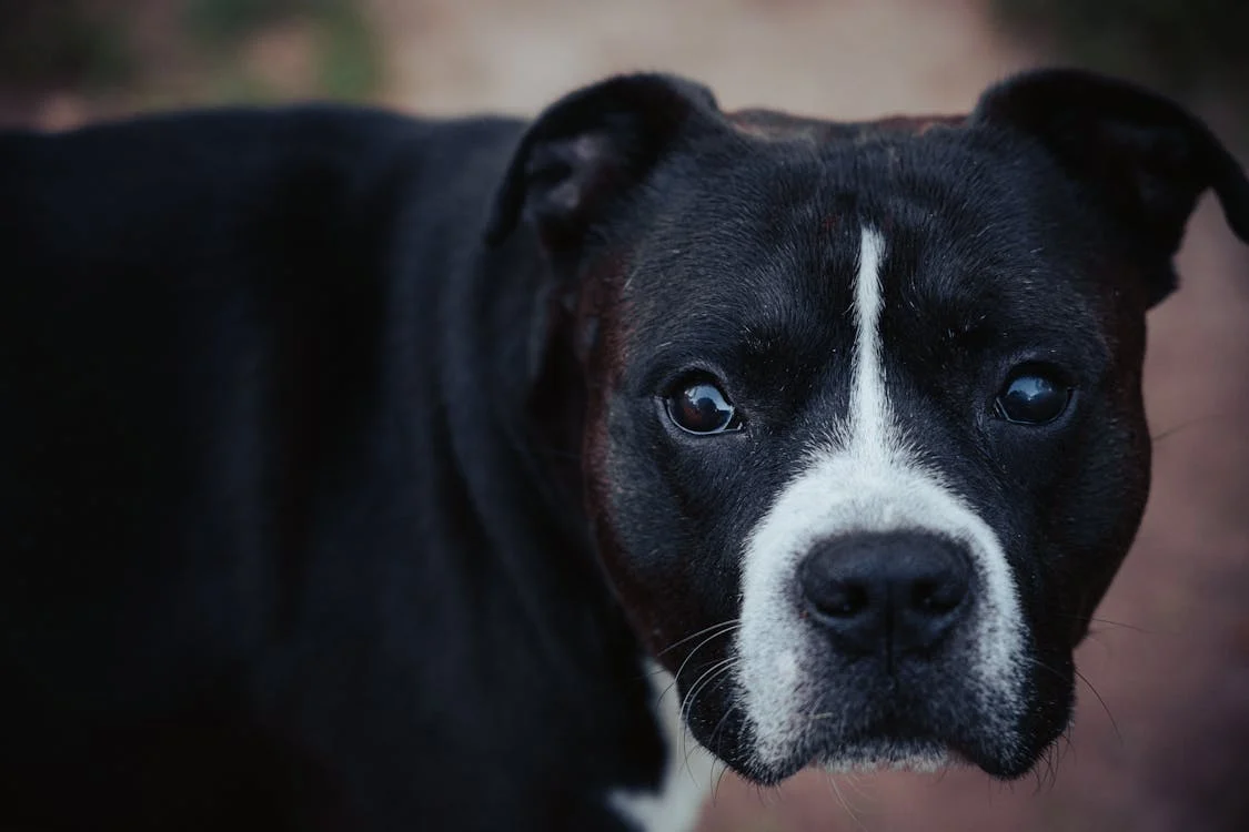 Portrait of Cute Dog Outdoors · Free