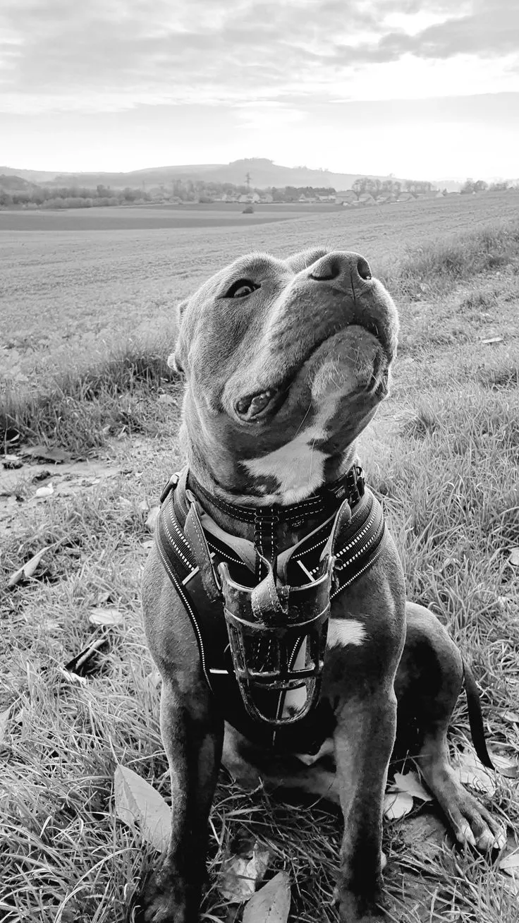 American staffordshire terrier Raven