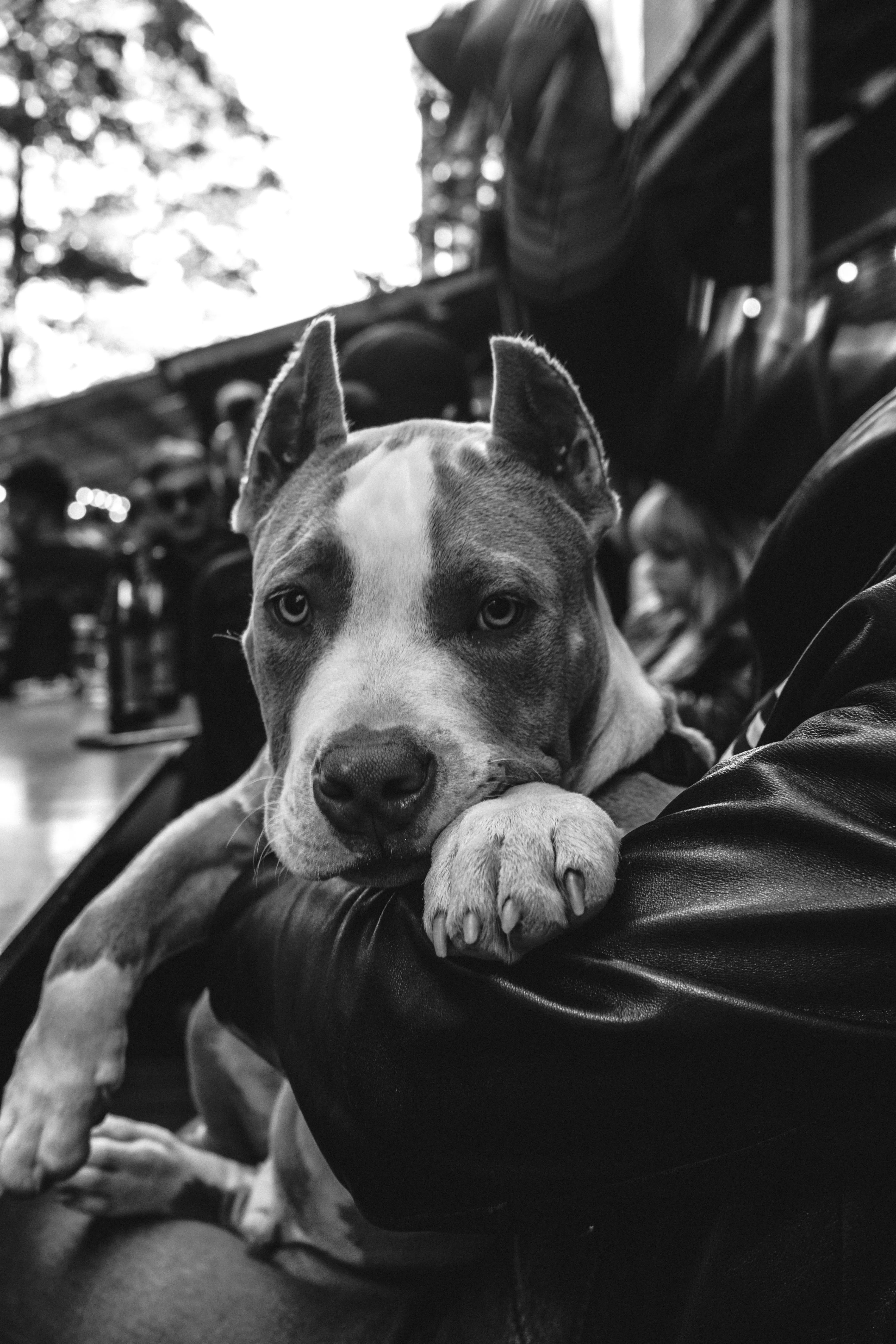 Grayscale Photo of a Dog · Free