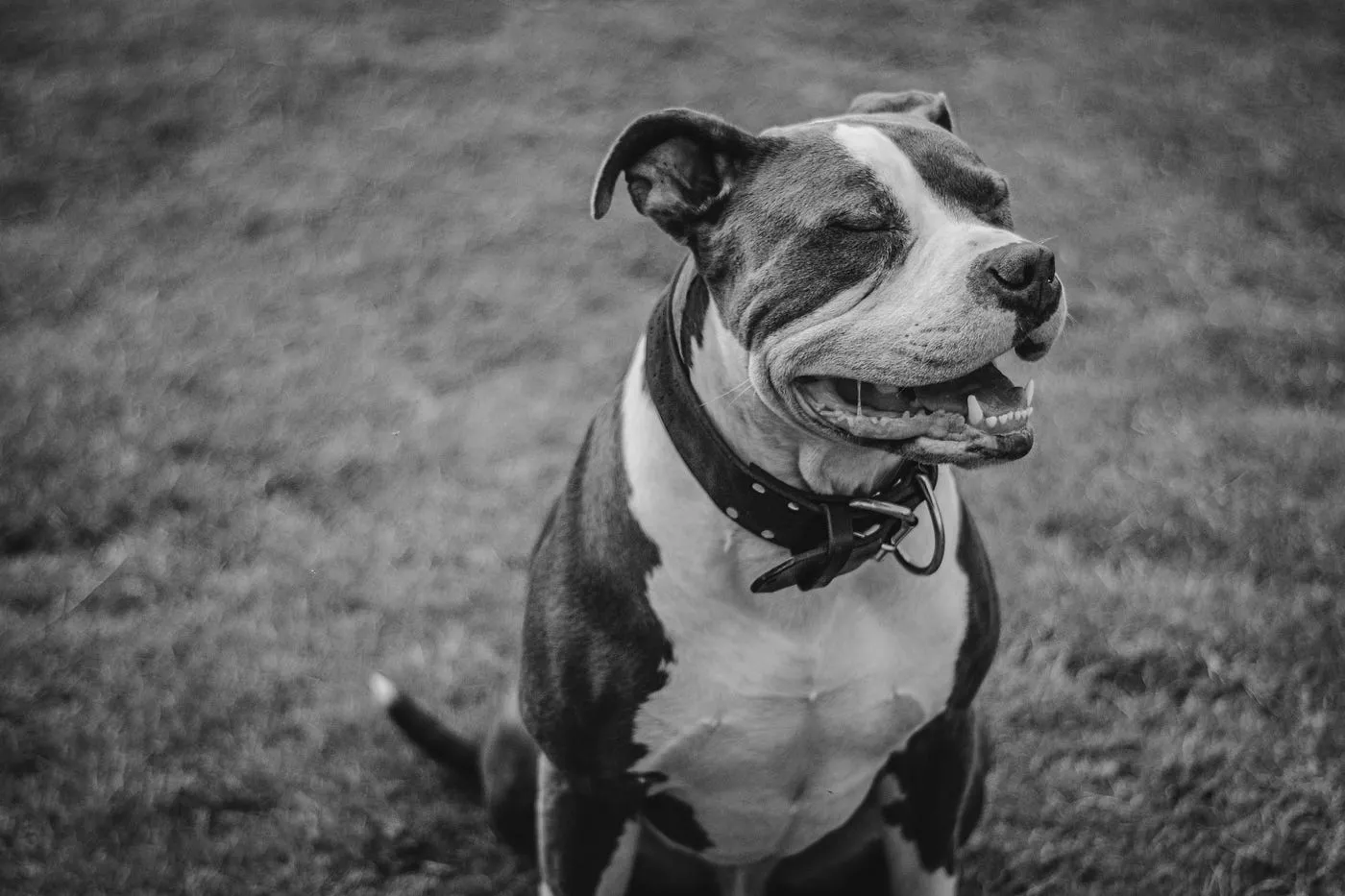 Pit bull