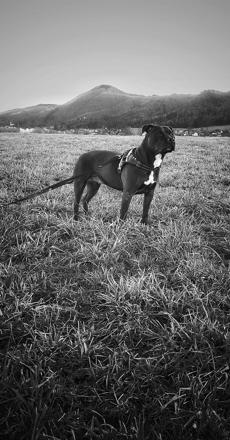 Pit bull, black, blackandwhite, dog
