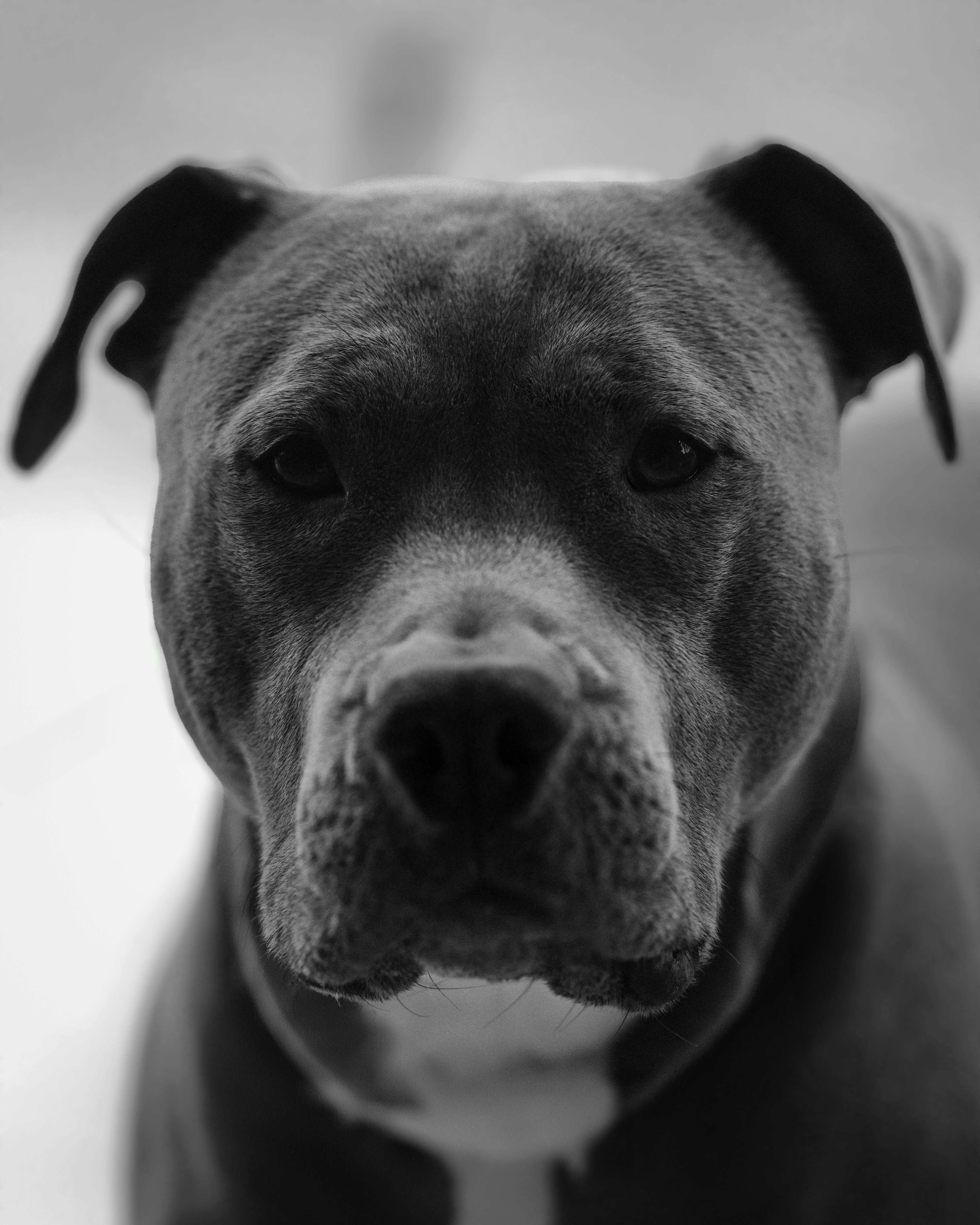 Portrait of a Pit Bull · Free