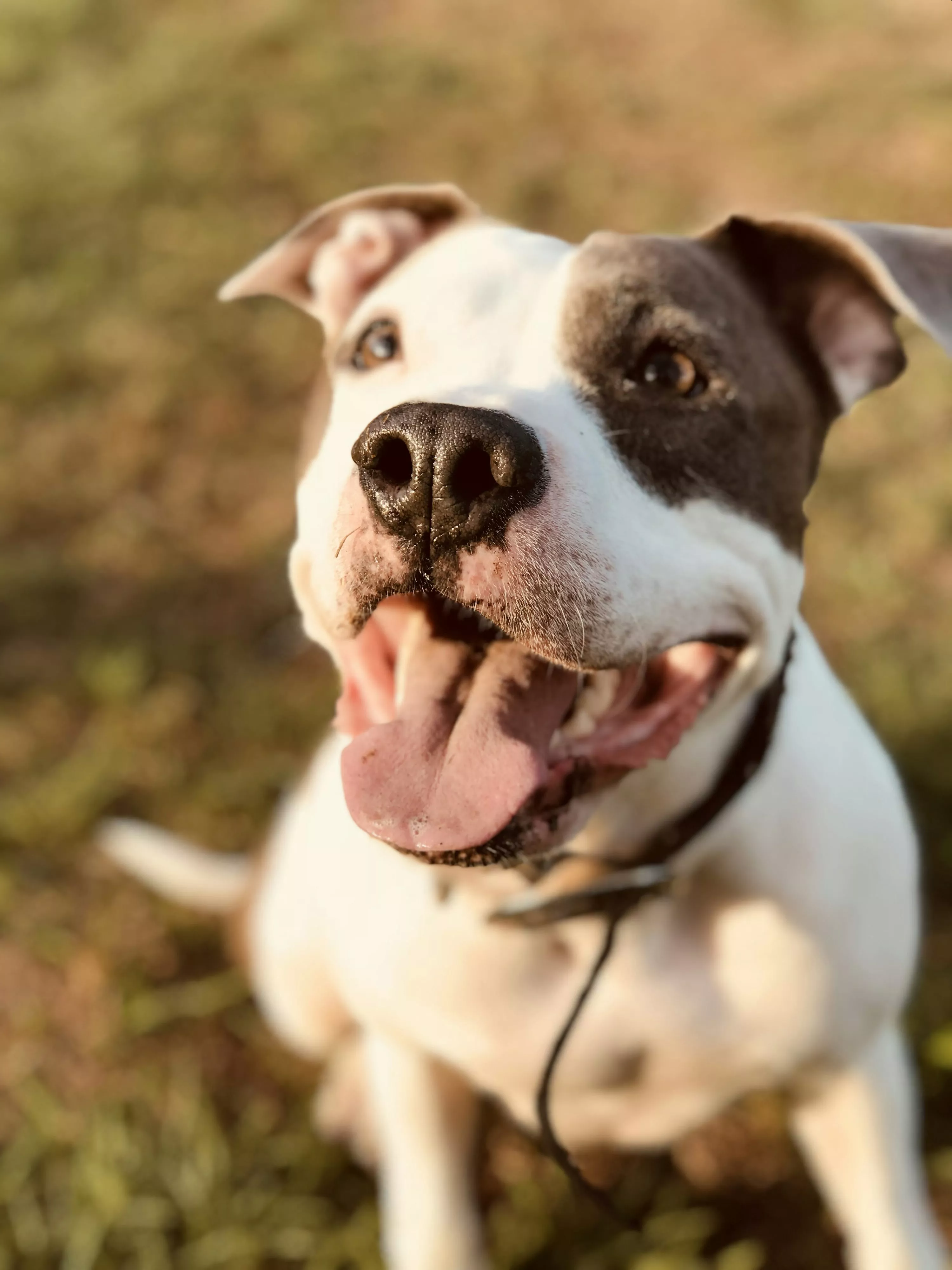 White and black short coated dog photo