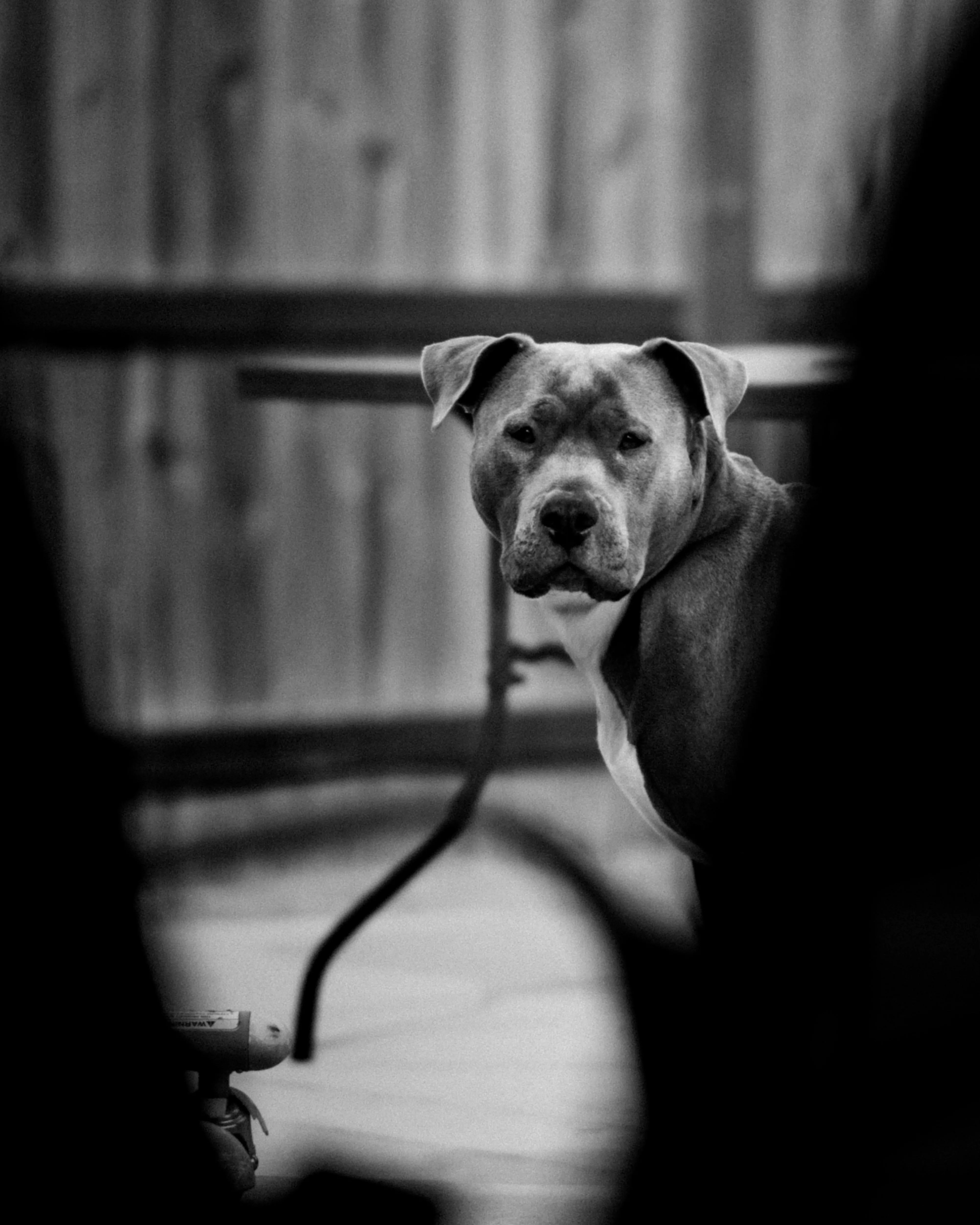 American Pit Bull Terrier Photo