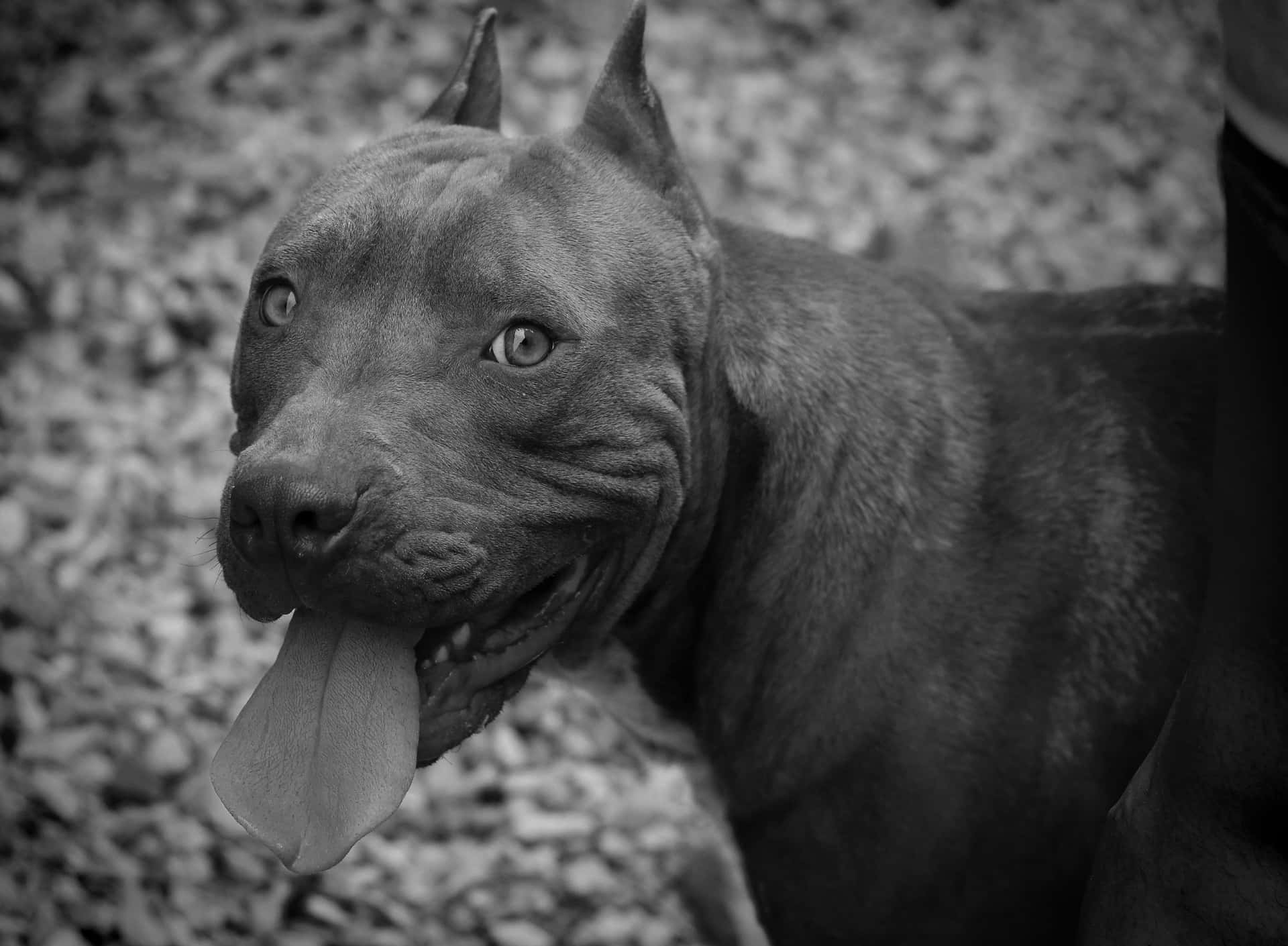 Black Pitbull Wallpaper