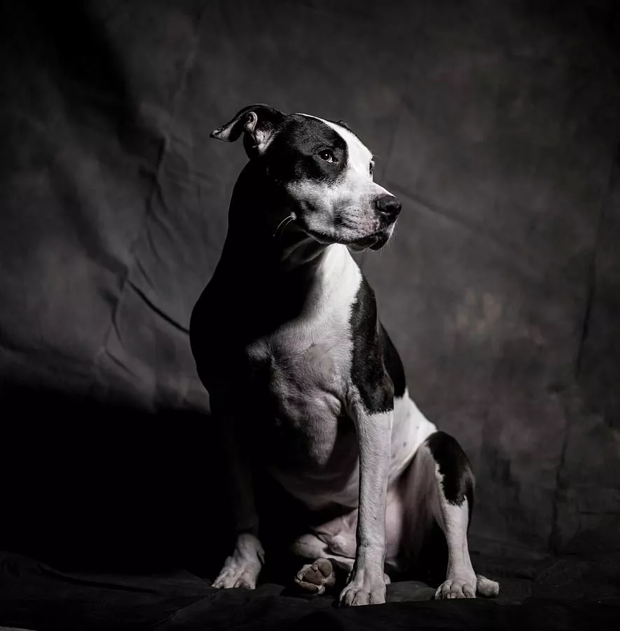Portrait Of A Pitbull The Misunderstood