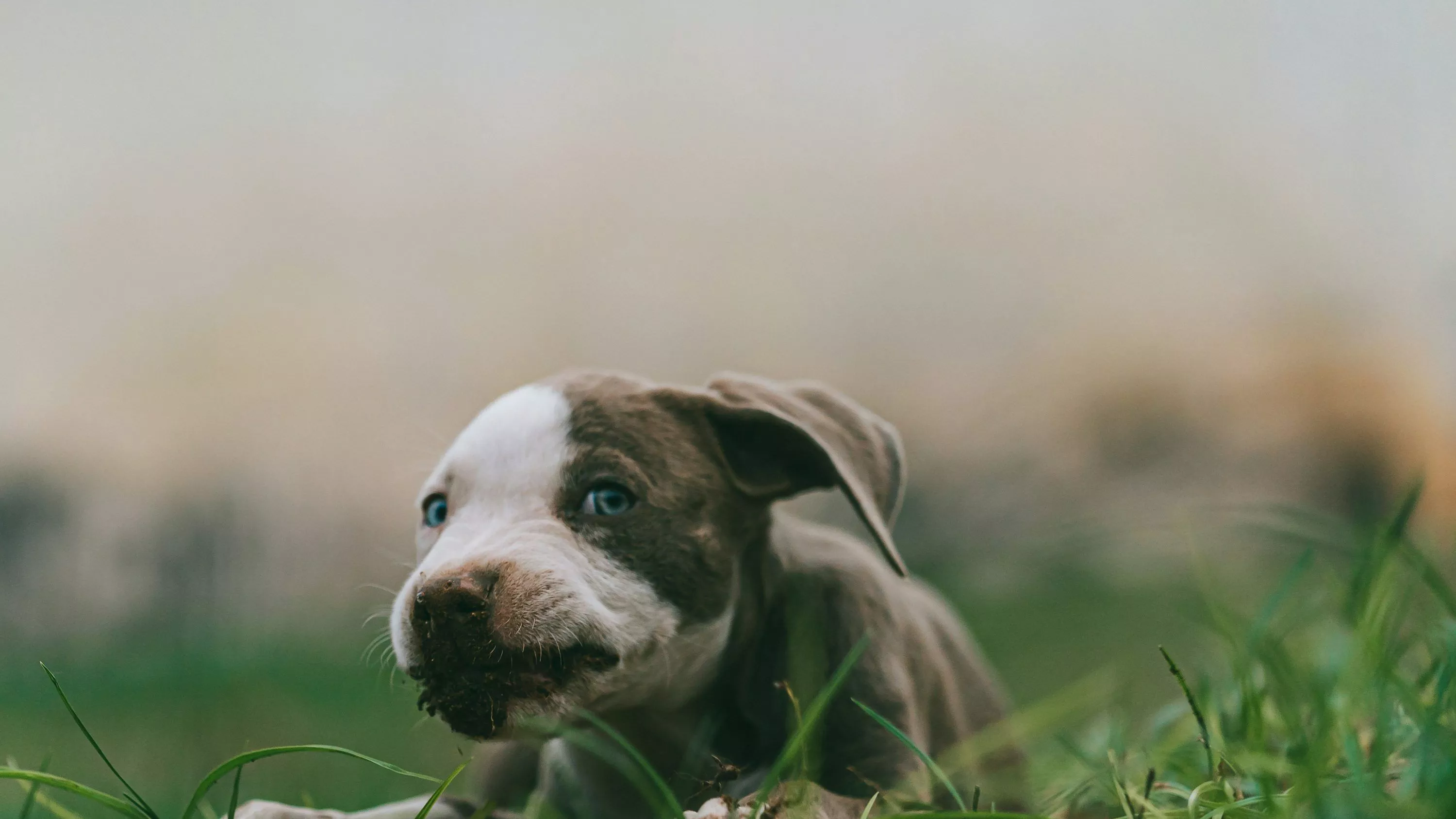 american pitbull terrier puppy