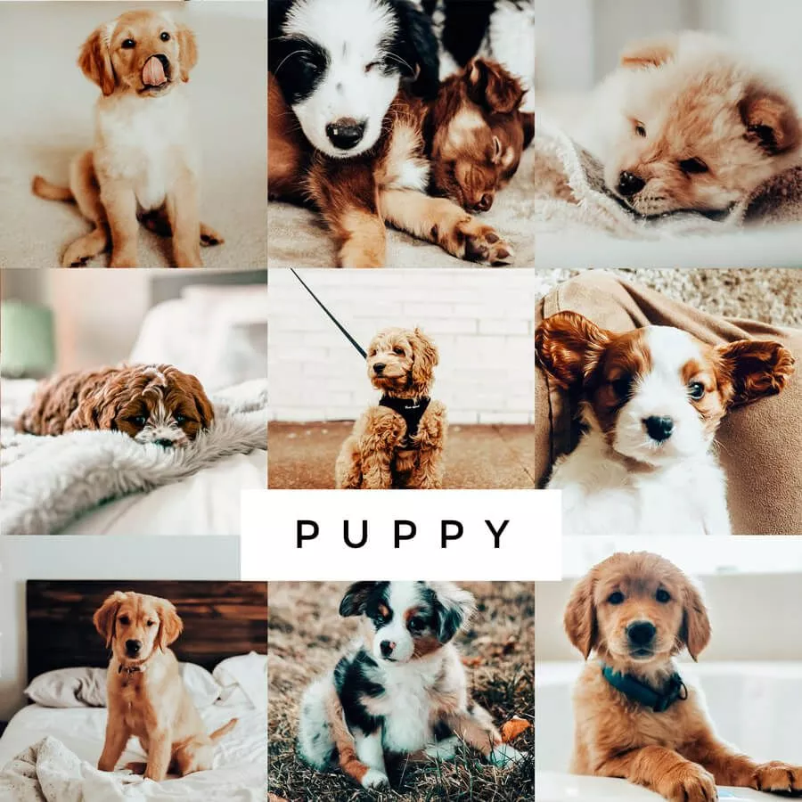 Puppy Lightroom Mobile Presets