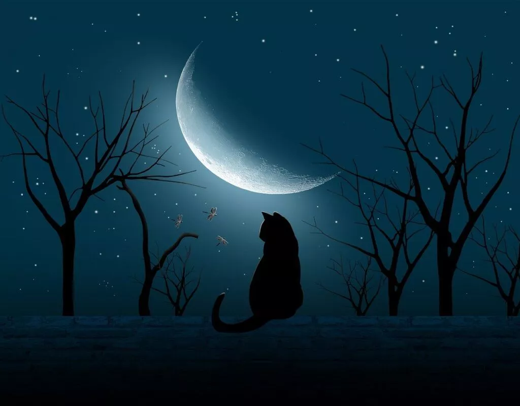 Cat under an old moon: picture prompt