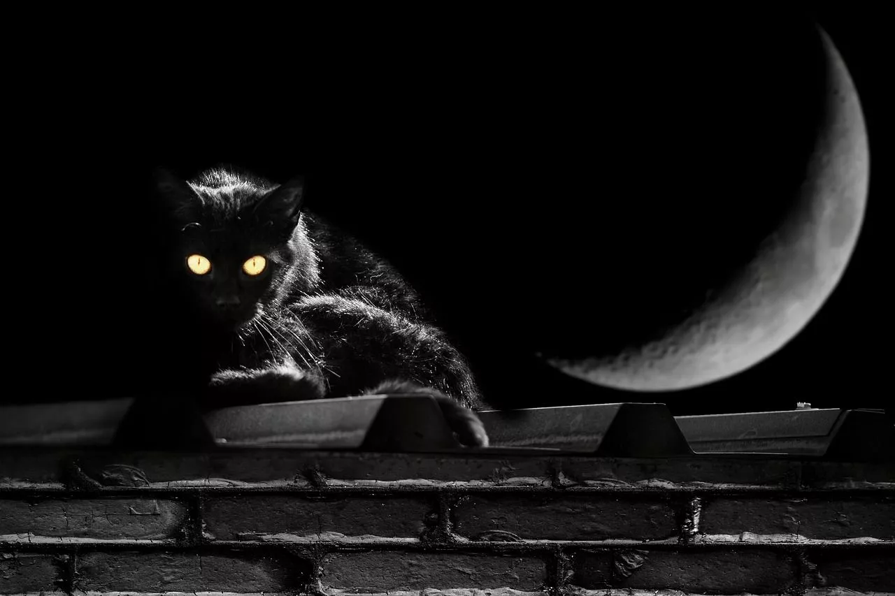 Black Cat Moon Eyes