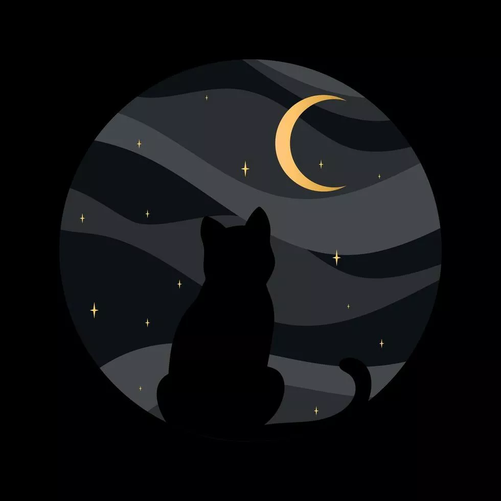 Black cat silhouette on night sky