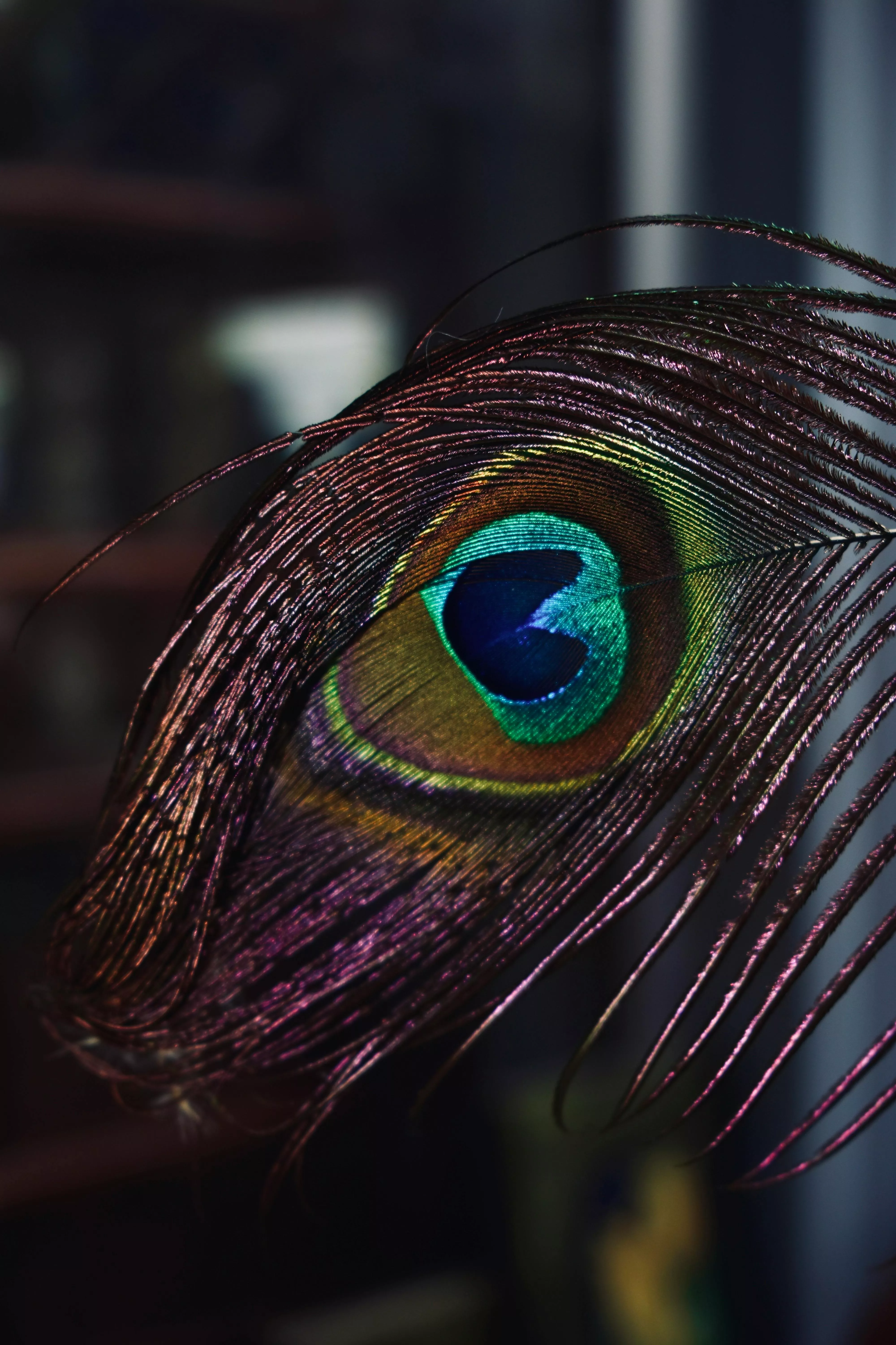 Peacock Feather · Free