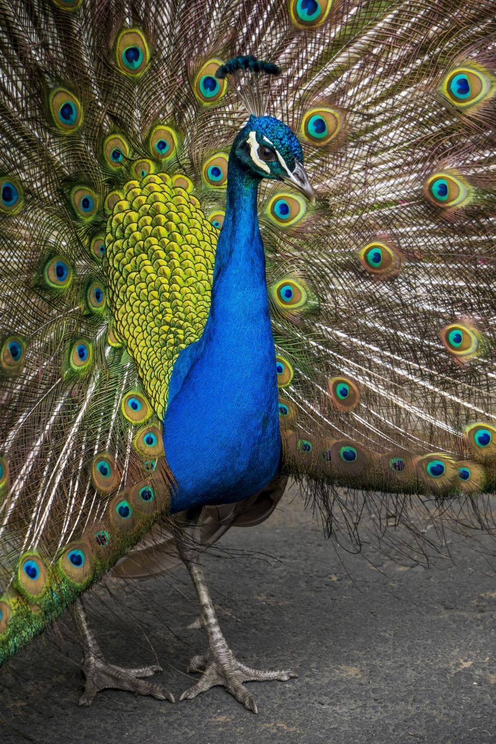Free of Peacock with Wings