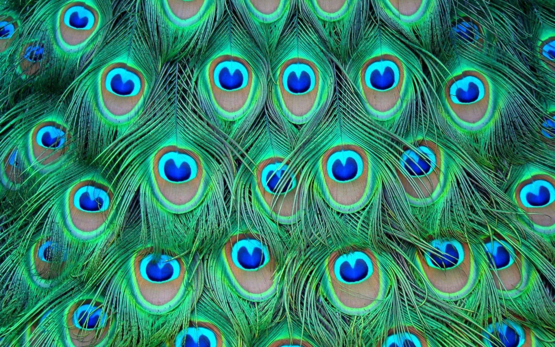 Peacock Feathers Wallpaper