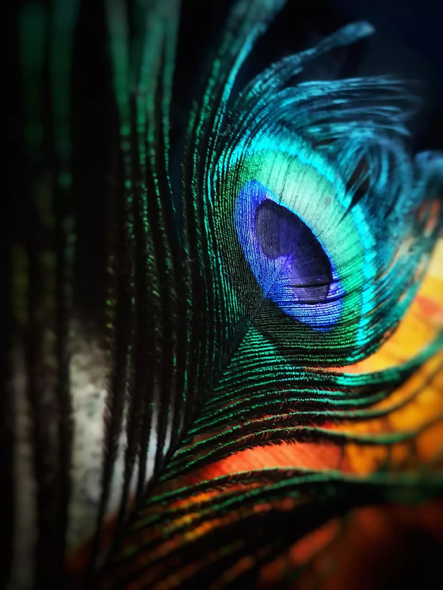 Peacock feather 1080P, 2K, 4K, 5K HD