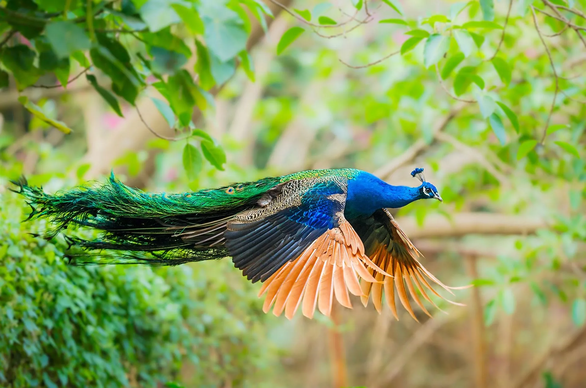 Wallpaper bird, wings, feathers, tail
